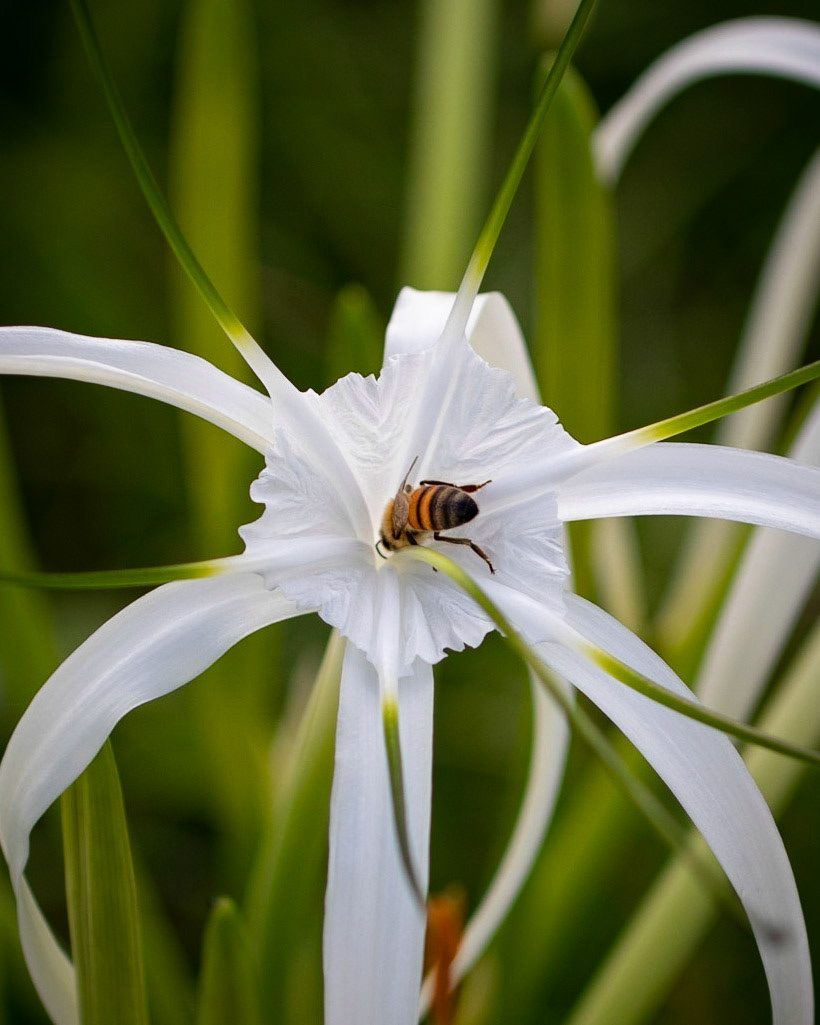 Beach spider lily | © Kenneth Vargas