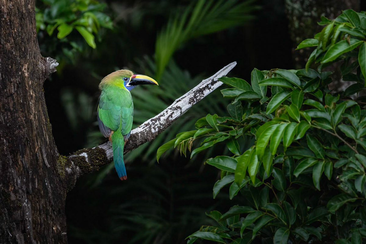 Emerald toucanet | © Kenneth Vargas