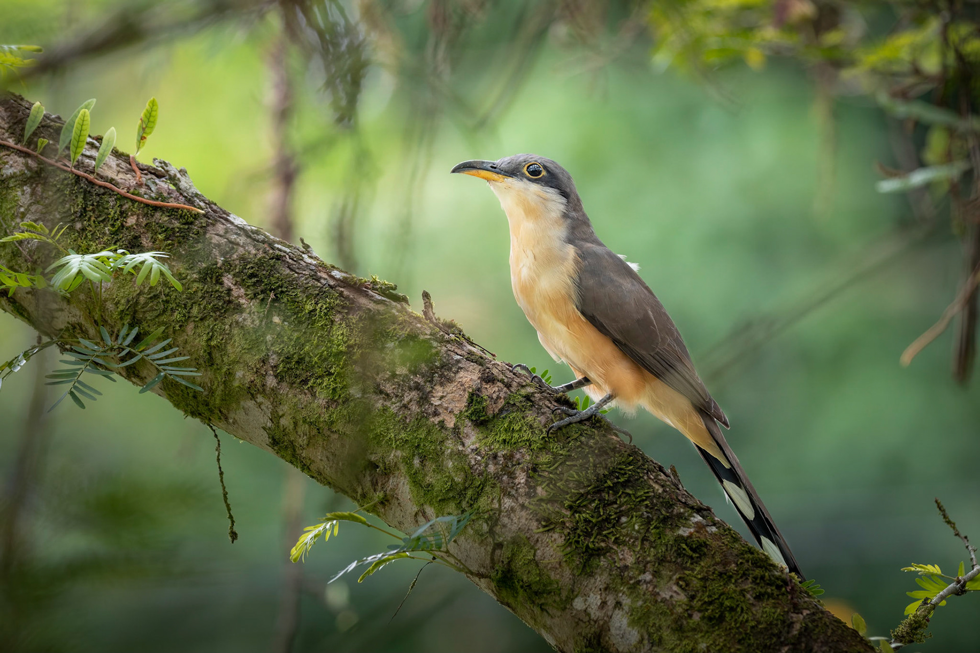 Mangrove cuckoo | © Kenneth Vargas