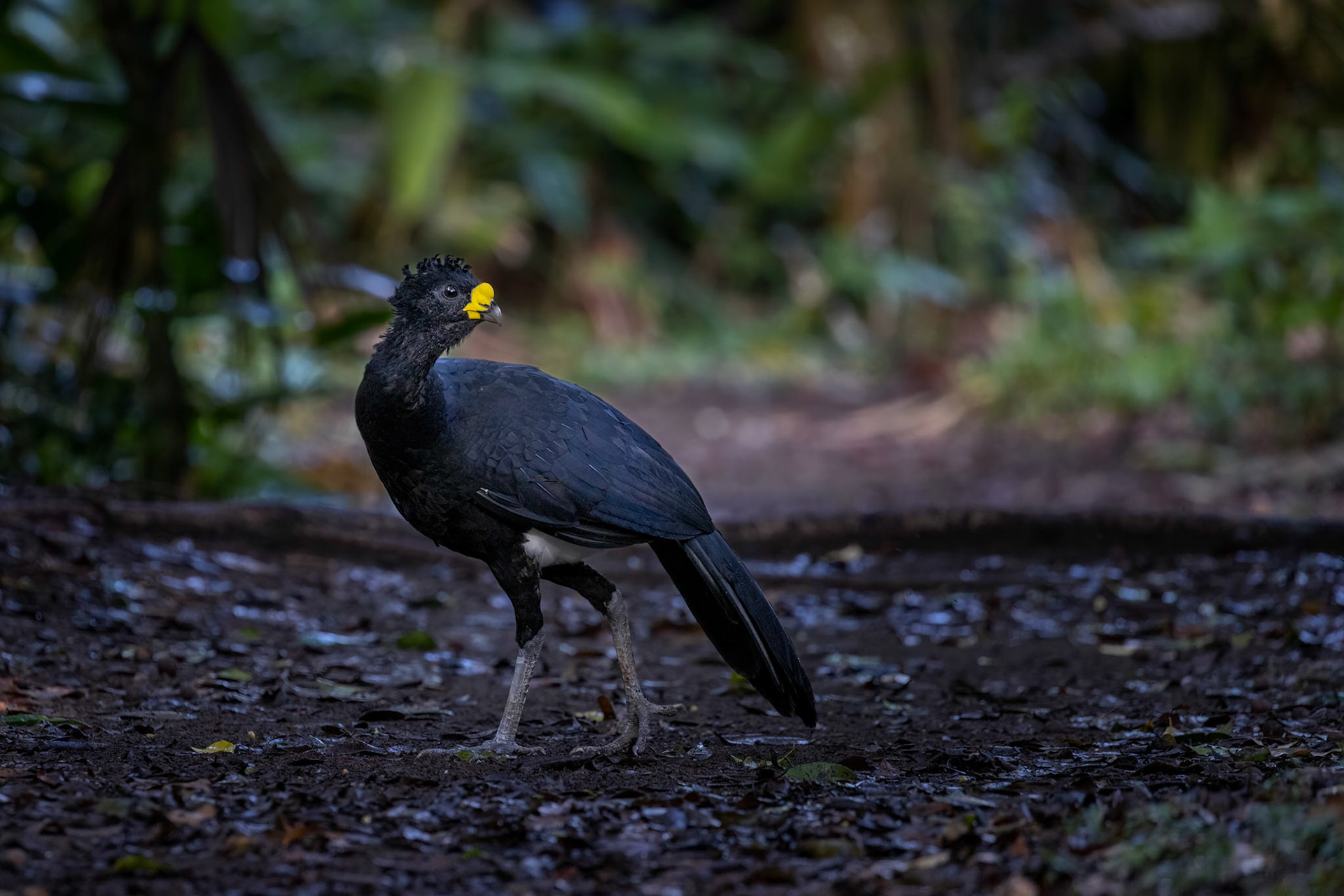 Great curassaw | © Kenneth Vargas