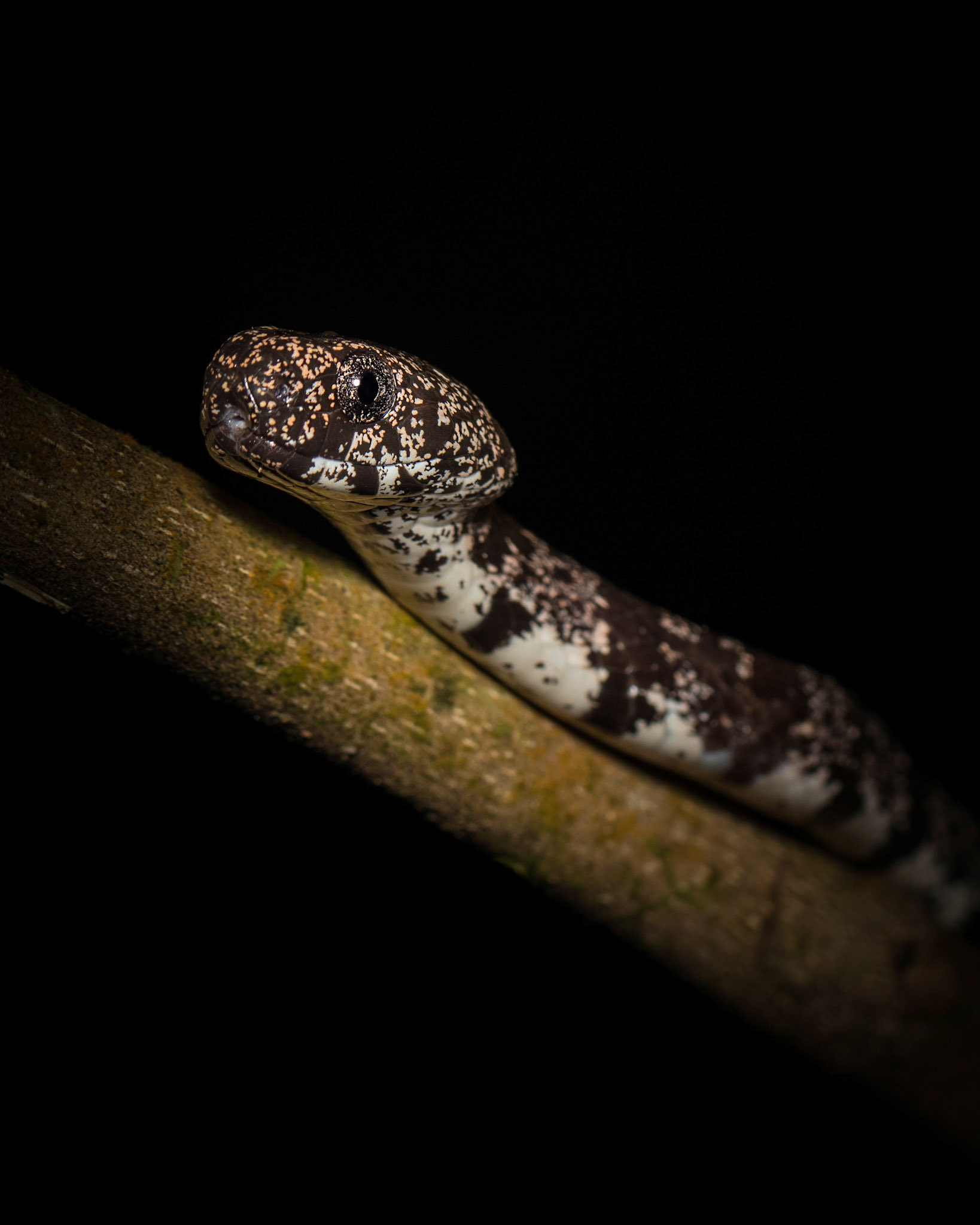 Clouded snake | © Kenneth Vargas