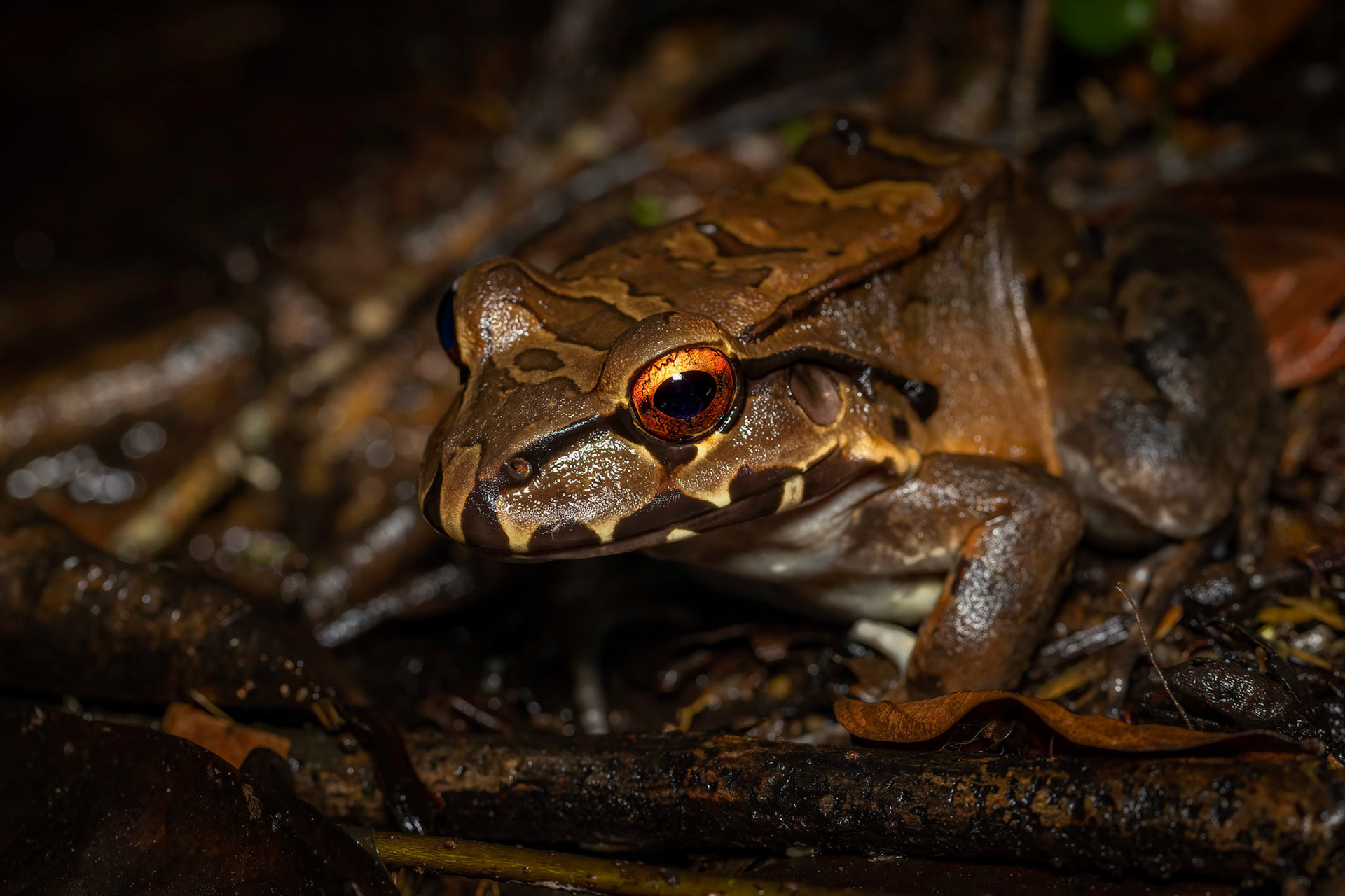Bull frog | © Kenneth Vargas