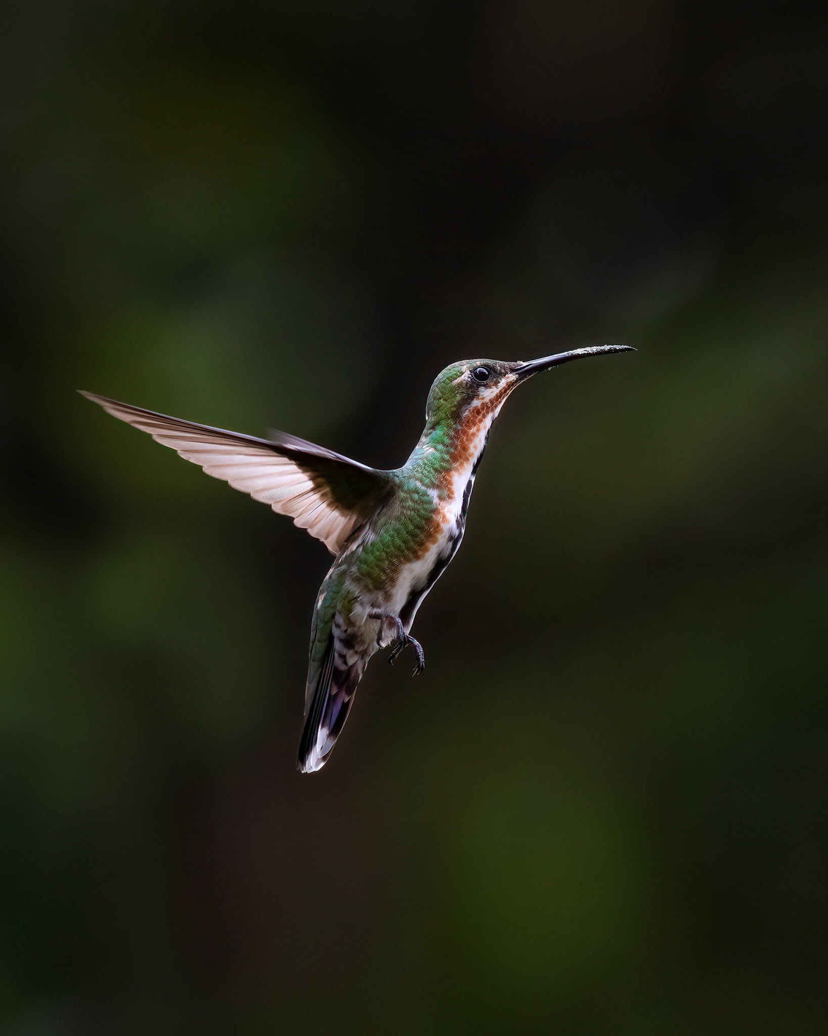 Green-breasted mango | © Kenneth Vargas