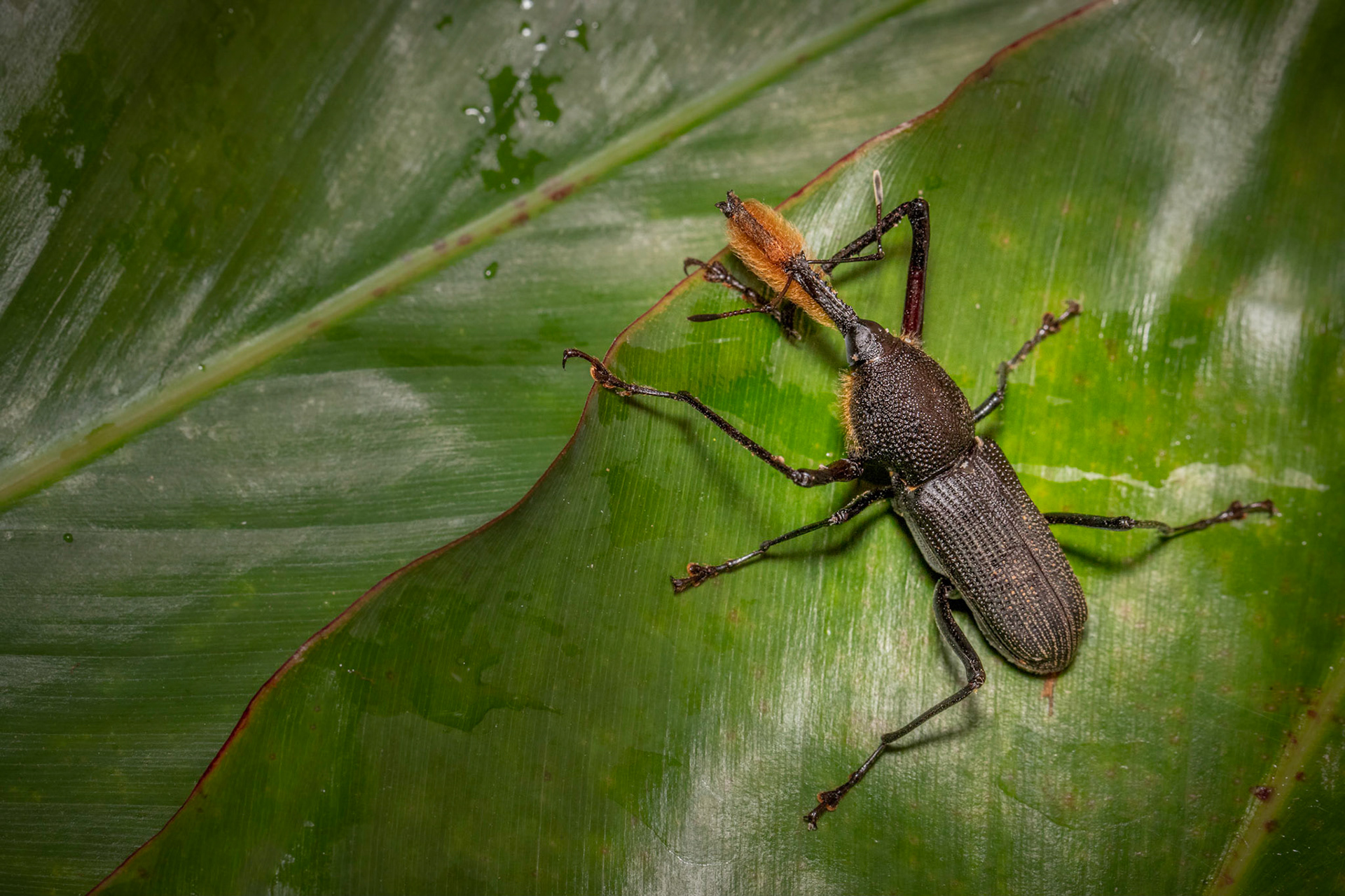 Bearded weevil | © Kenneth Vargas