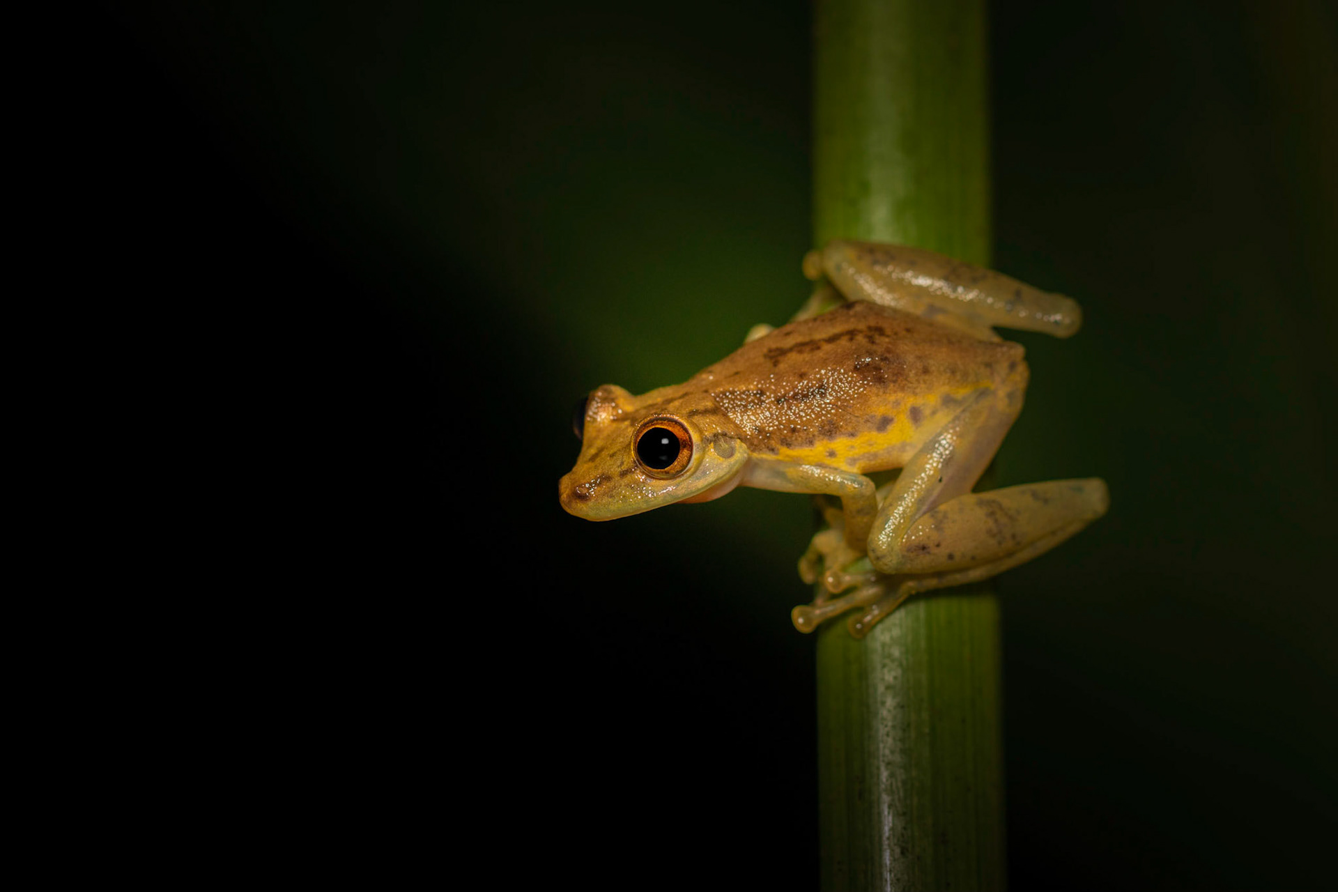 Scinax elaeochroa | © Kenneth Vargas