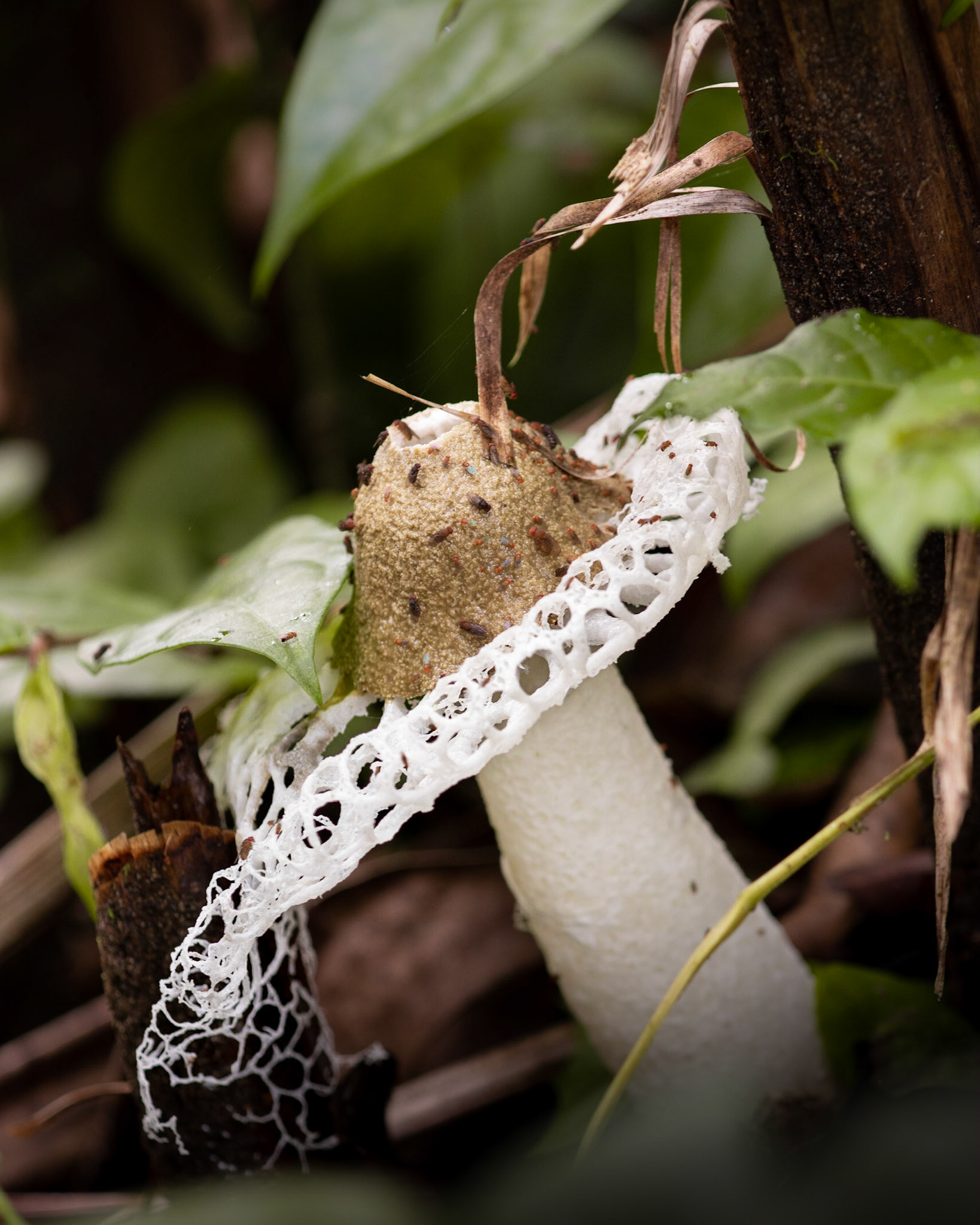 Veiled lady | © Kenneth Vargas