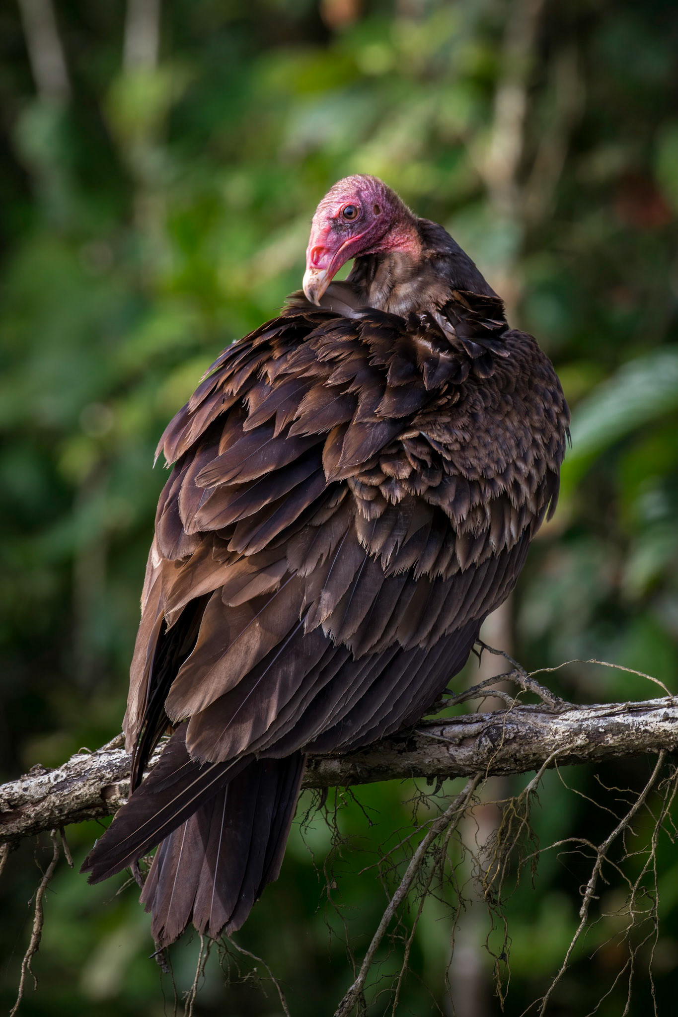 Turkey vulture | © Kenneth Vargas
