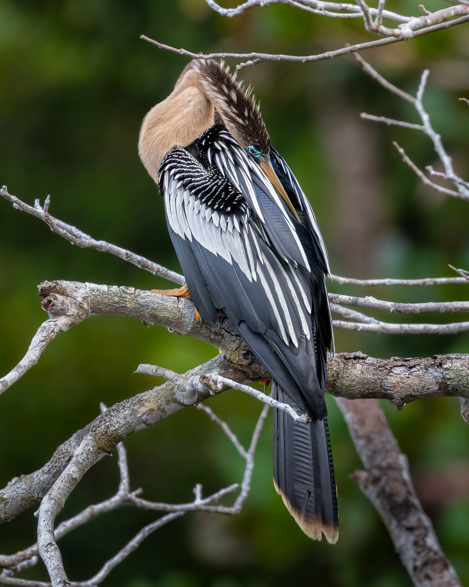 Anhinga | © Kenneth Vargas