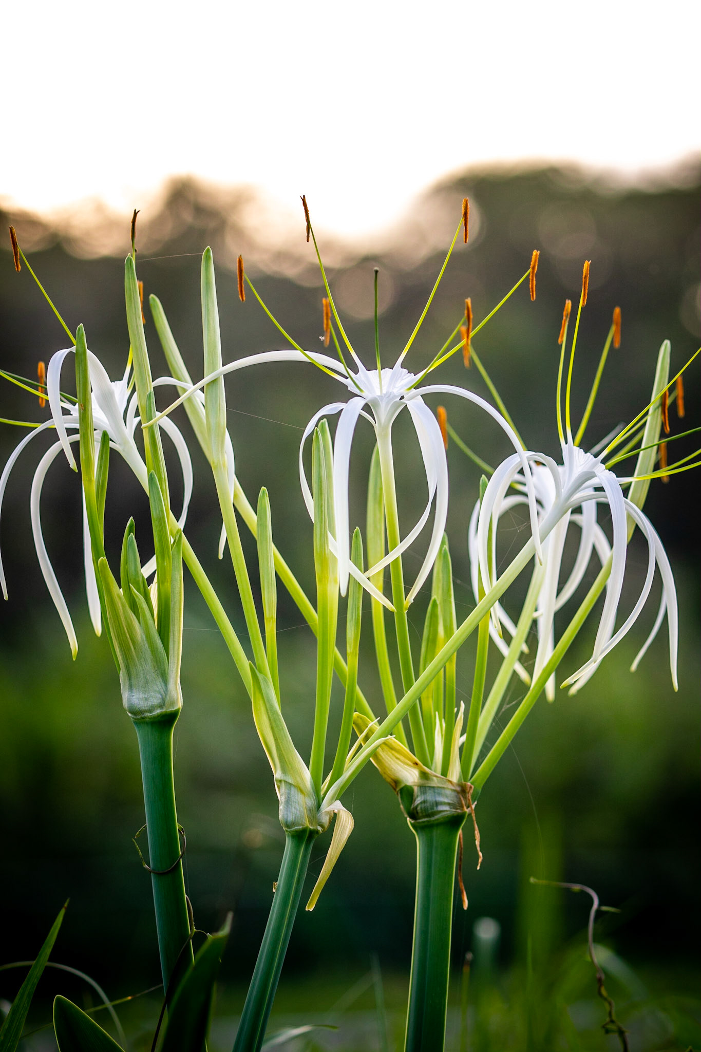 Beach spider lily | © Kenneth Vargas