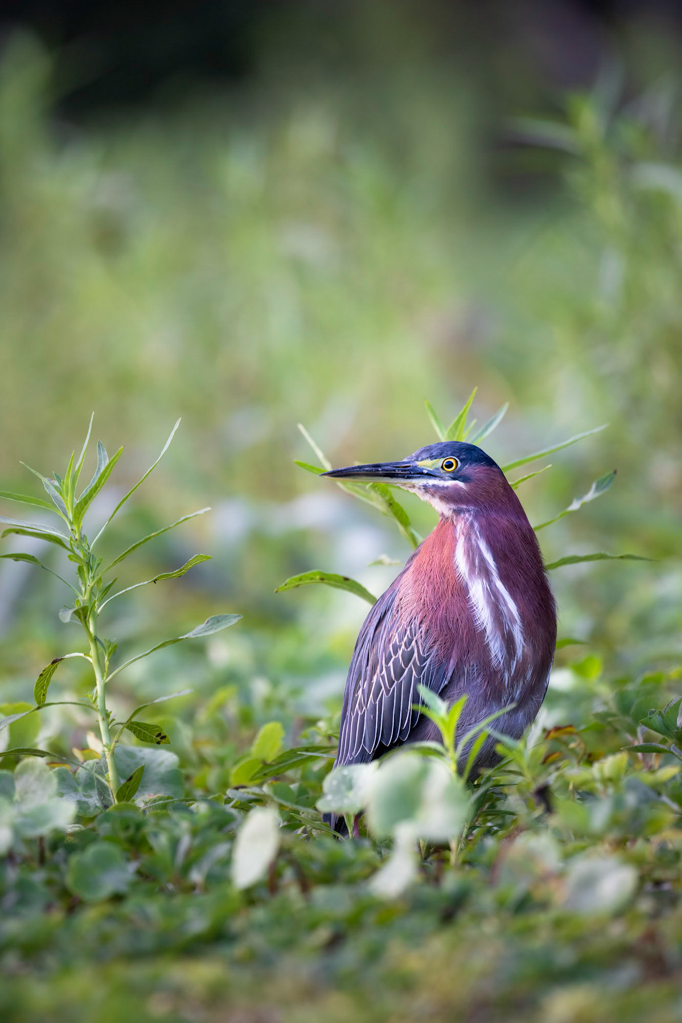 Green-backed heron | © Kenneth Vargas
