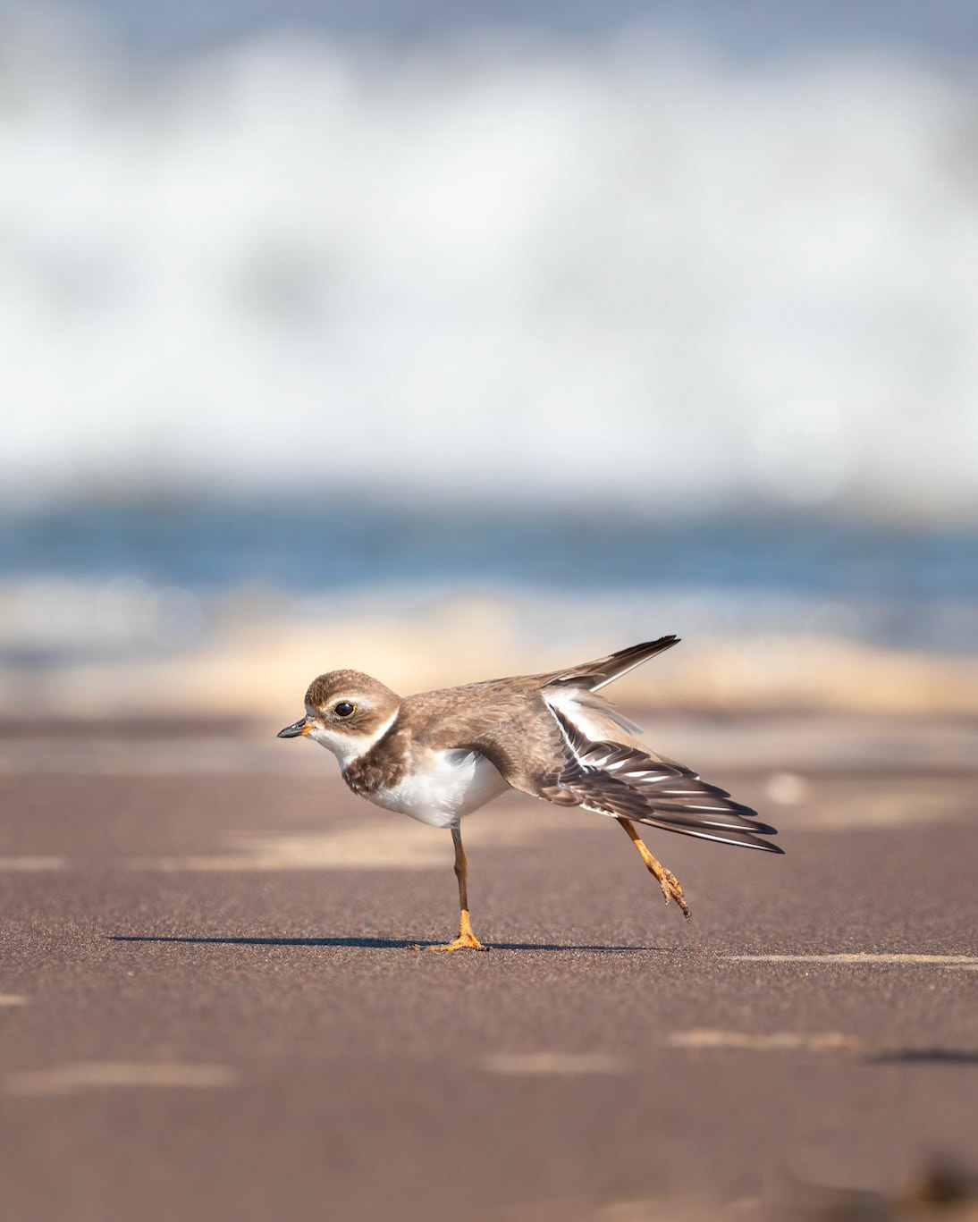 Semipalmated plover | © Kenneth Vargas