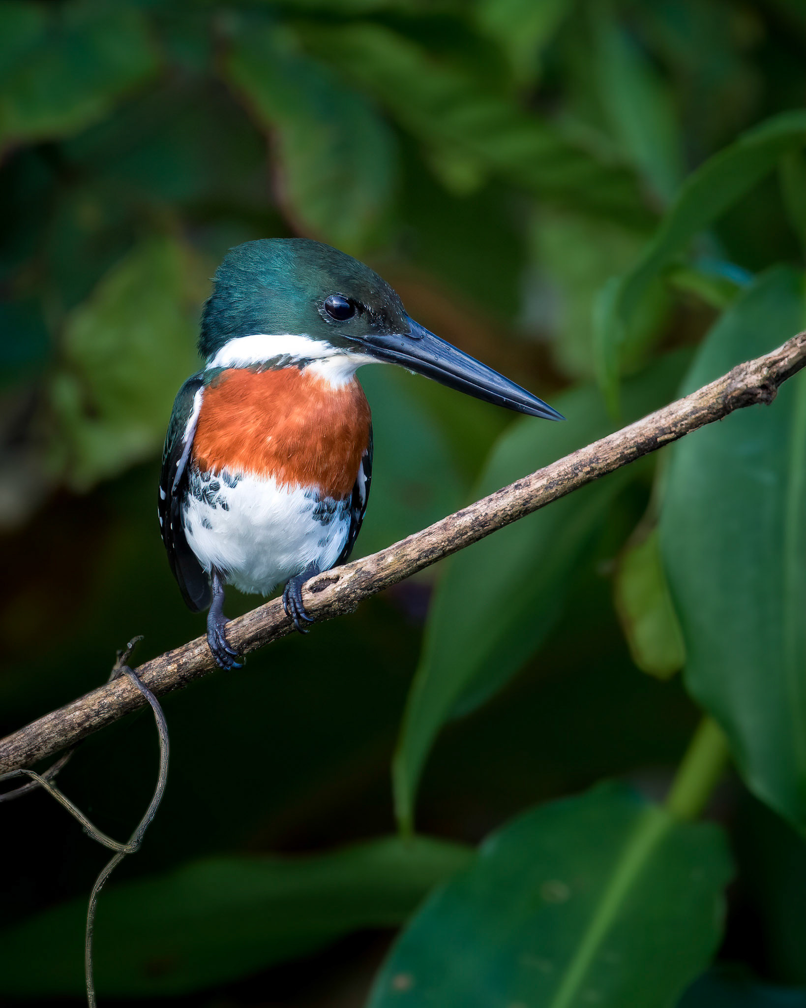 Green kingfisher | © Kenneth Vargas