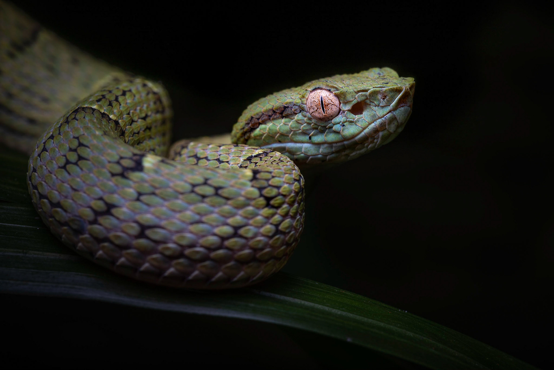 Side-striped palm-pitviper | © Kenneth Vargas
