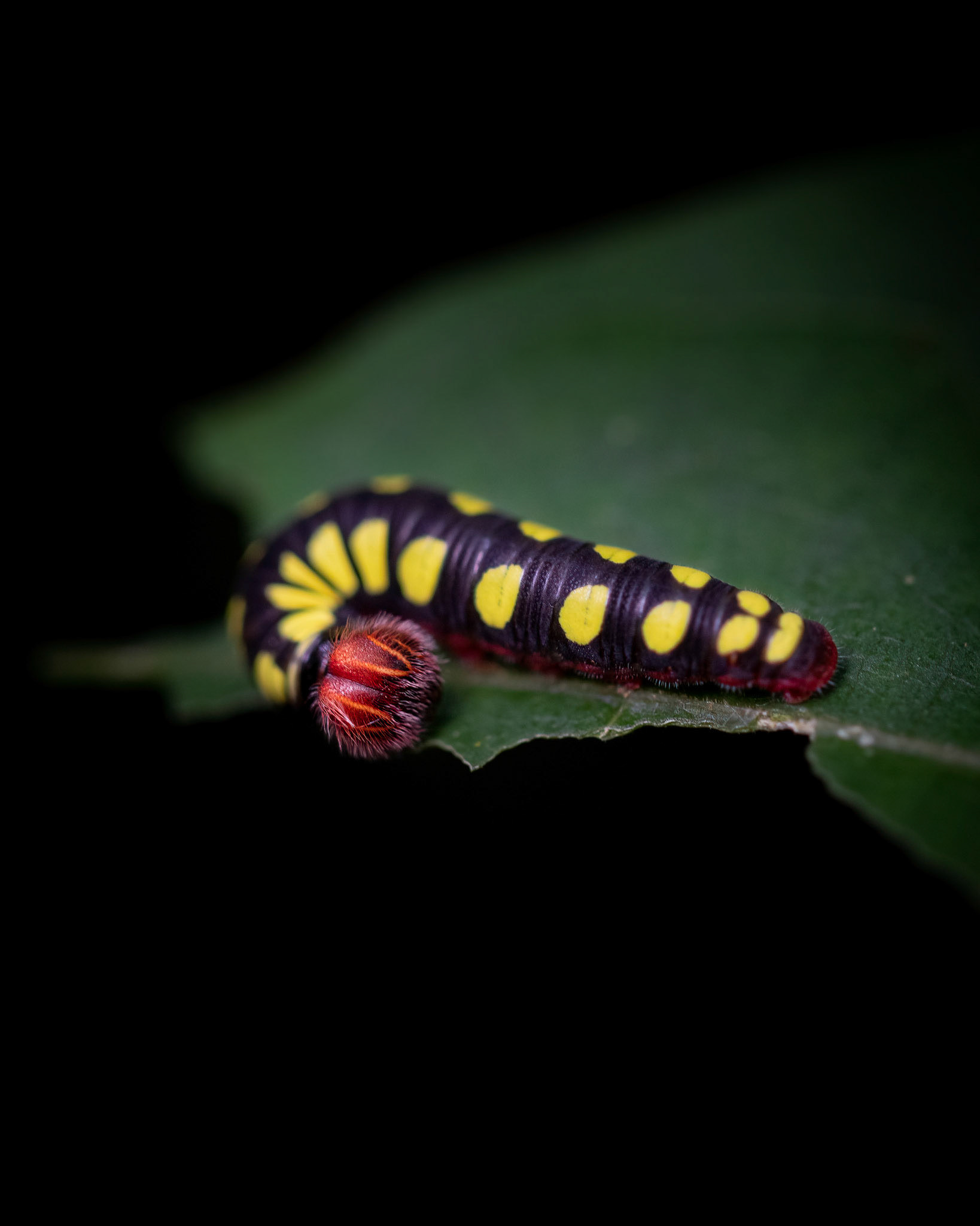 Astraptes fulgerator | © Kenneth Vargas