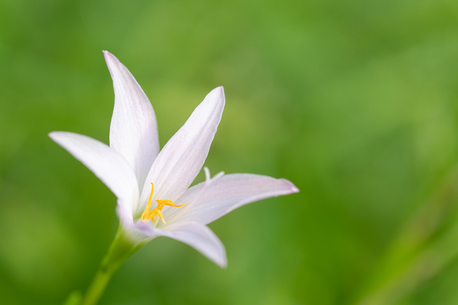 Rain lily | © Kenneth Vargas