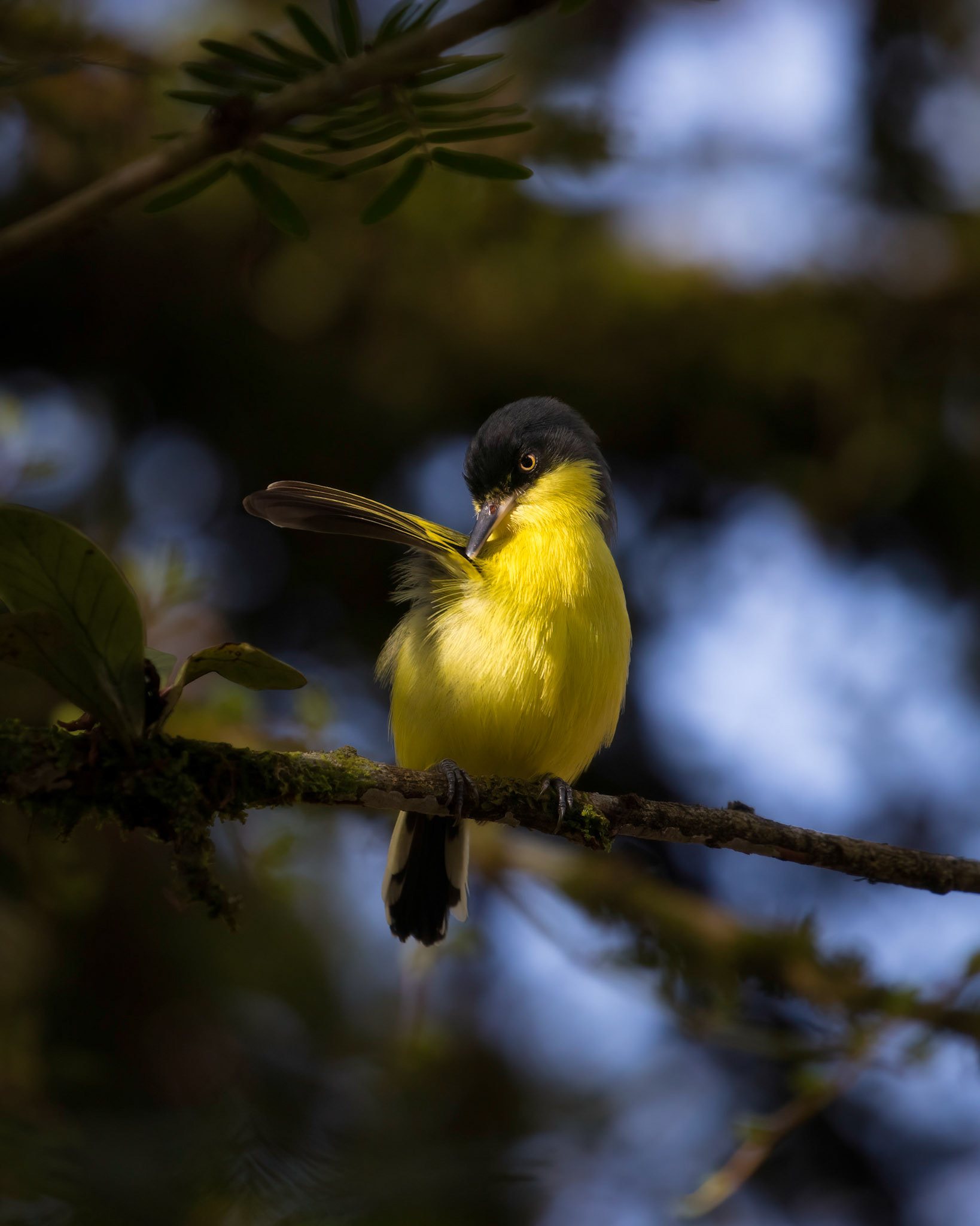 Common tody | © Kenneth Vargas