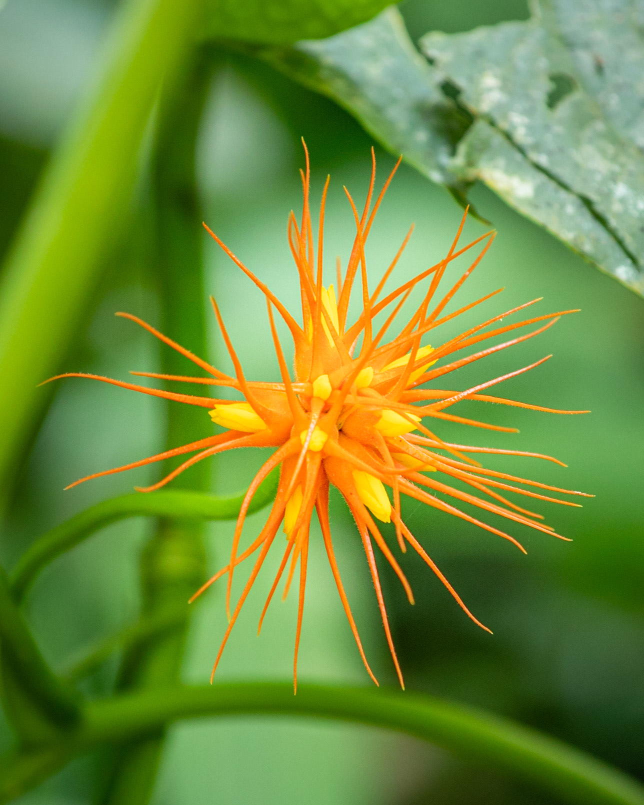 Gurania makoyana | © Kenneth Vargas