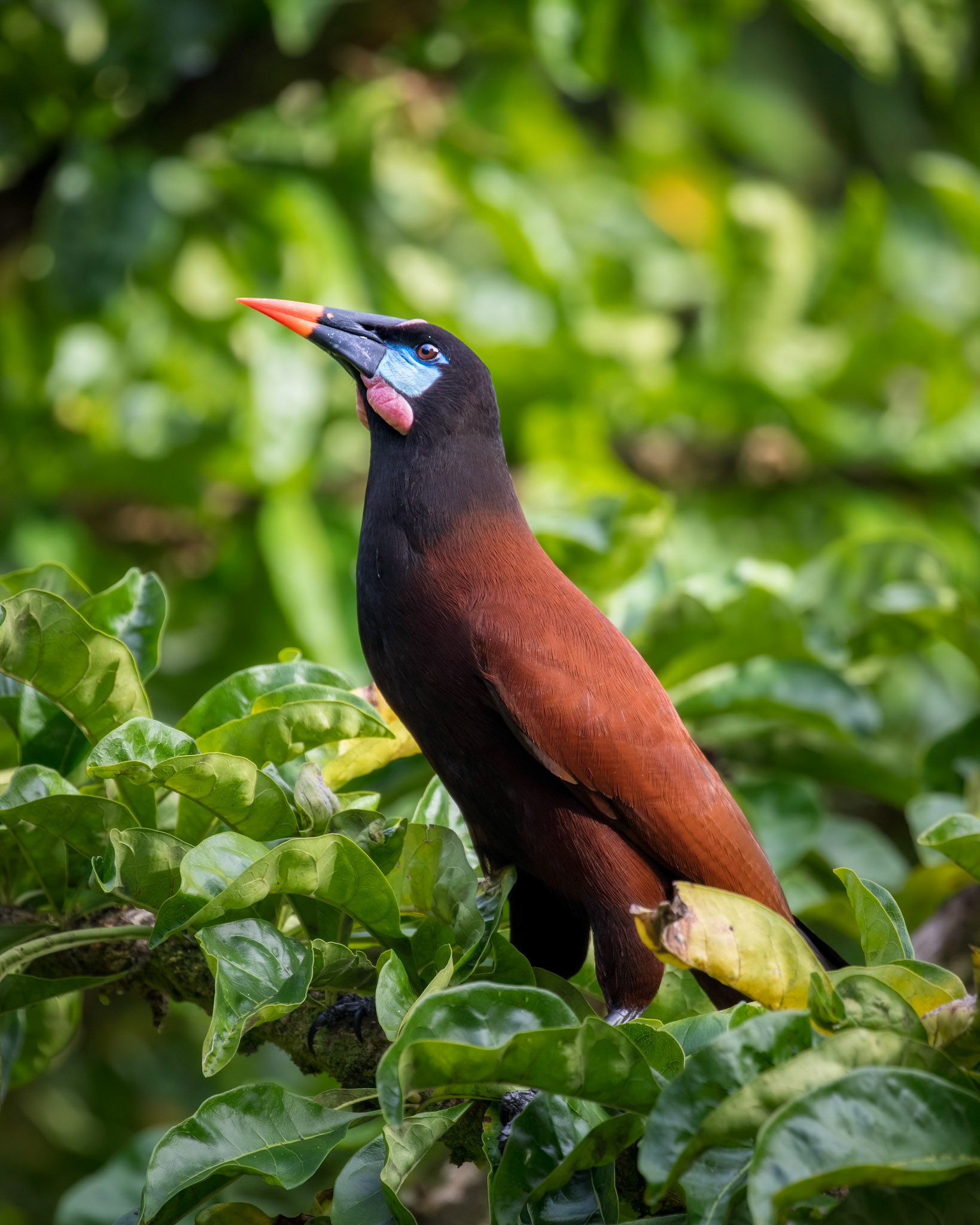 Montezuma oropendola | © Kenneth Vargas