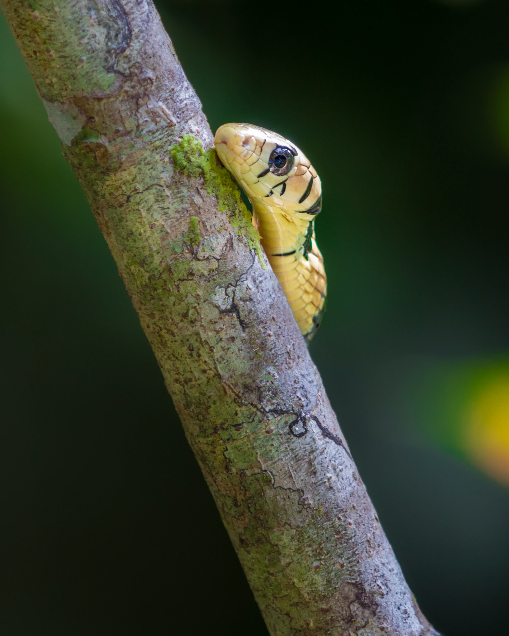 Spilotes pullatus | © Kenneth Vargas