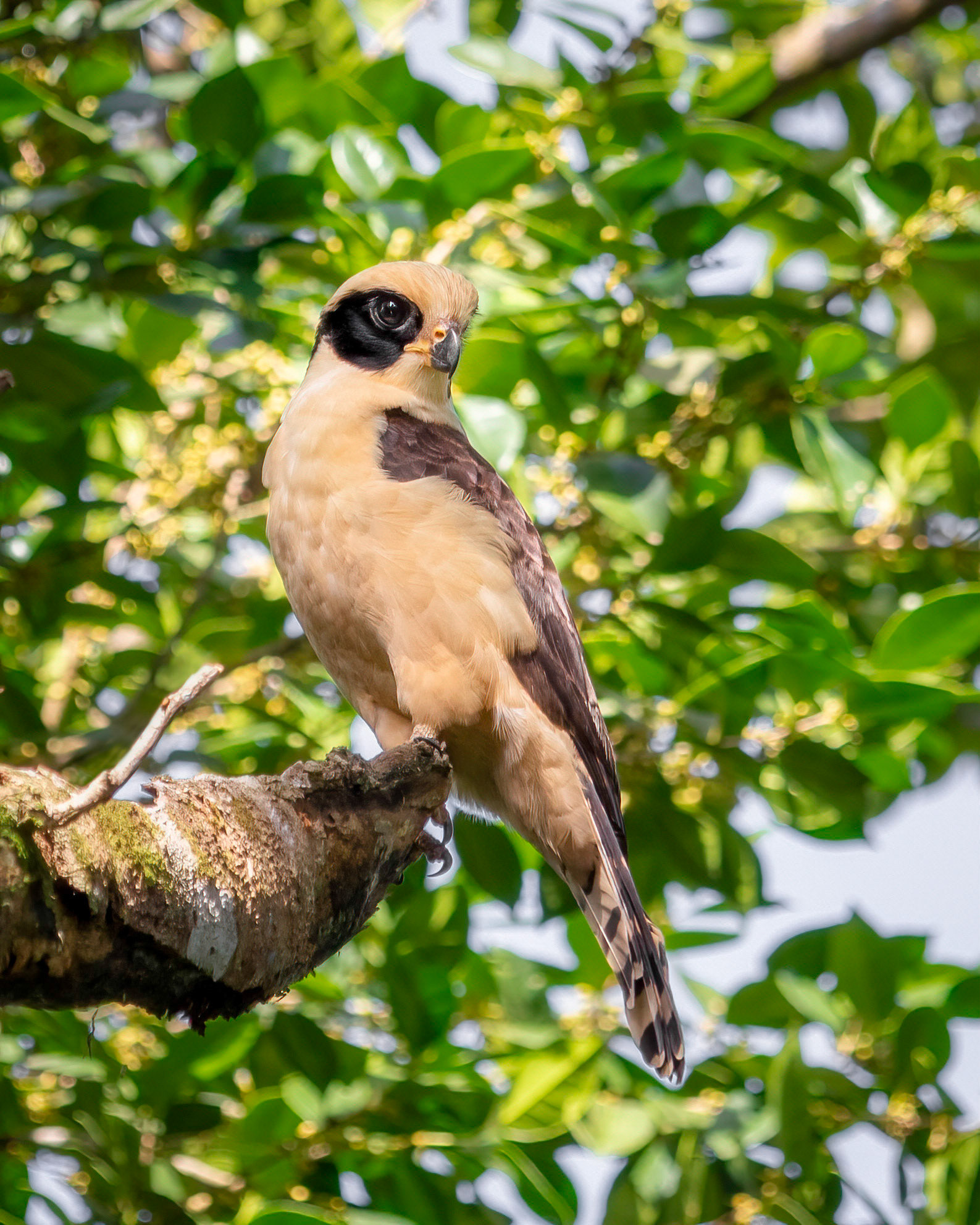 Laughing falcon | © Kenneth Vargas