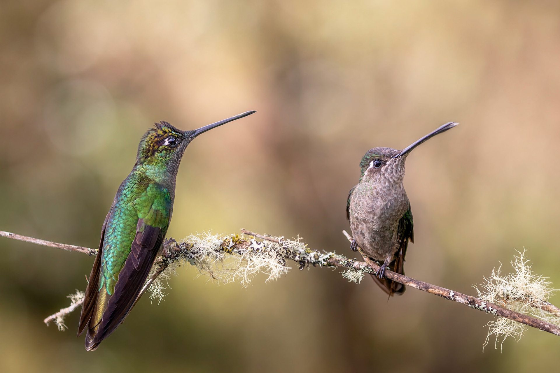 Talamanca hummingbird | © Kenneth Vargas