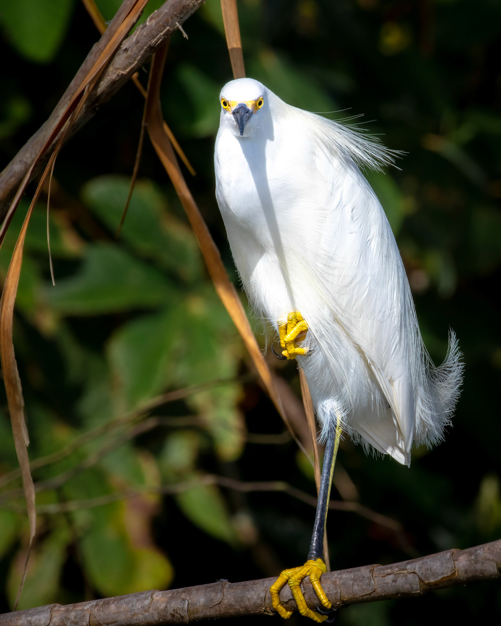 Snowy egret | © Kenneth Vargas egret