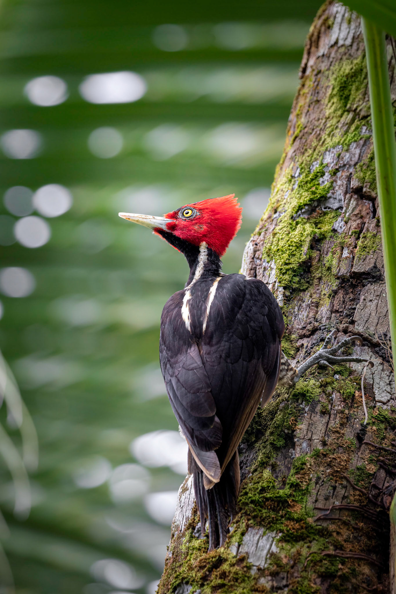Pale-billed woodpecker | © Kenneth Vargas