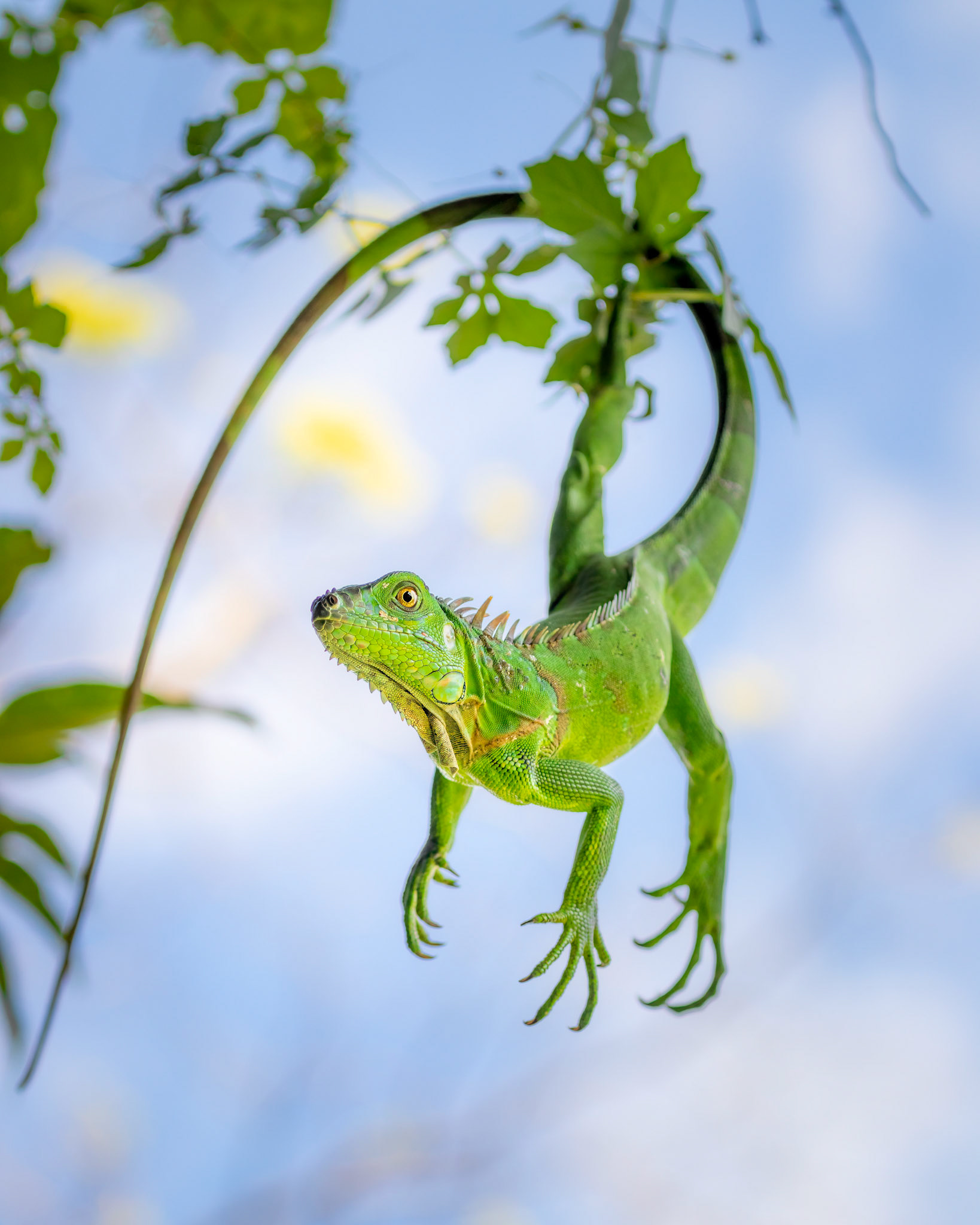 Green iguana | © Kenneth Vargas