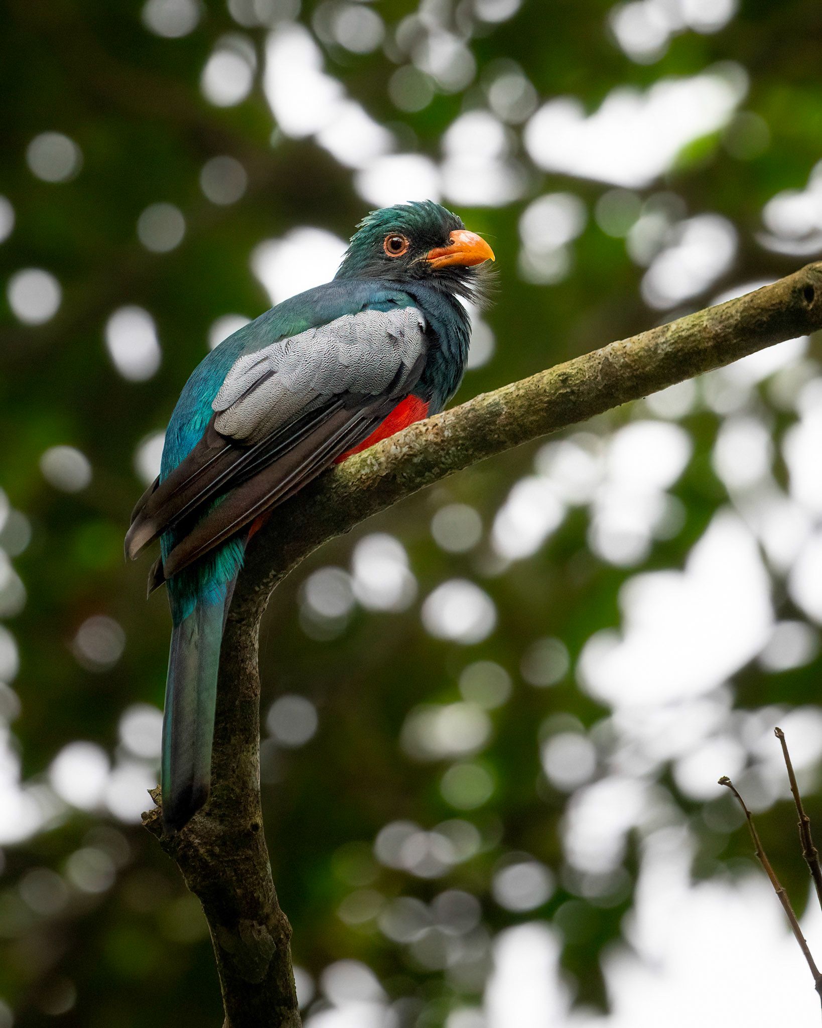 Slaty-tailed trogon | © Kenneth Vargas