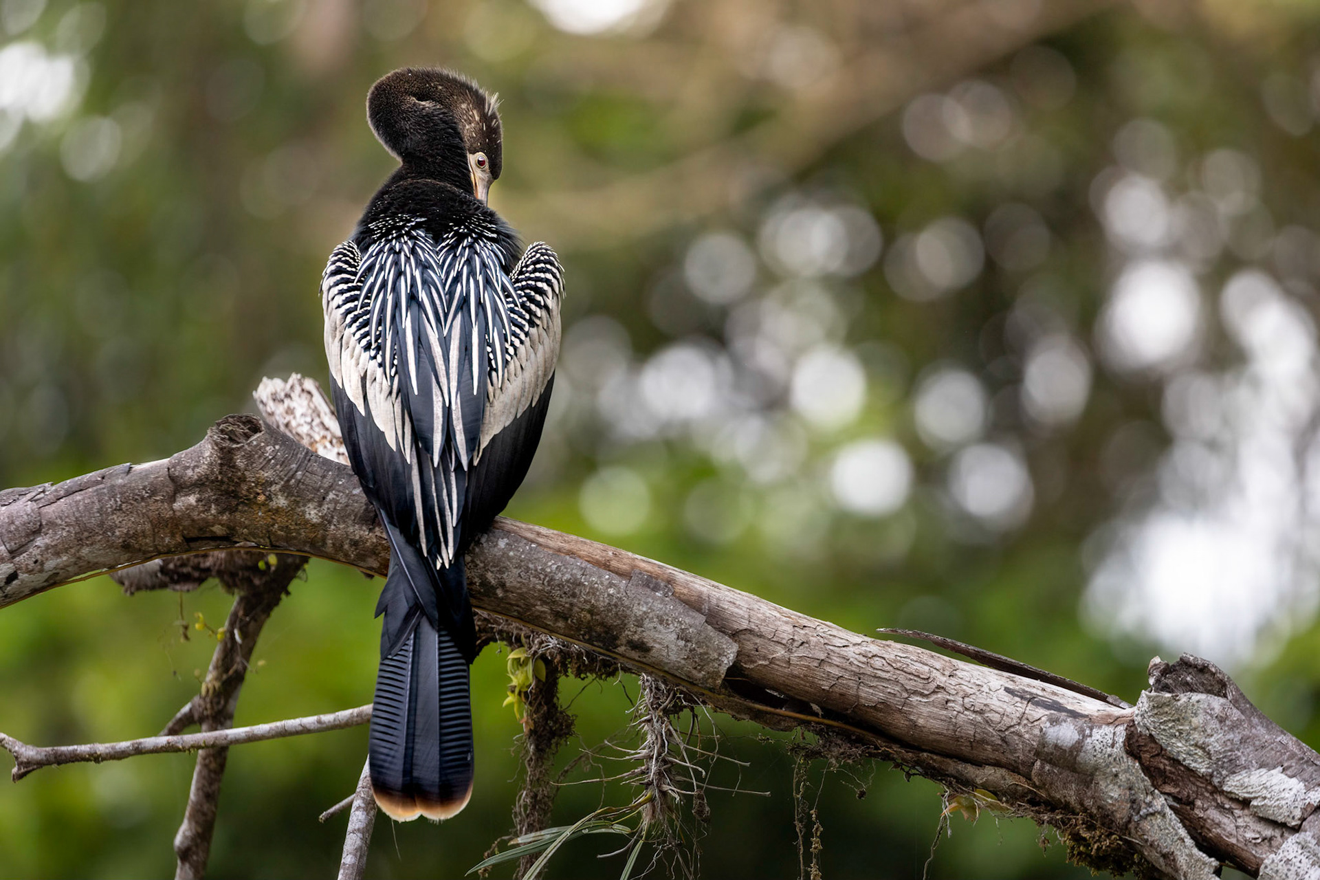 Anhinga | © Kenneth Vargas