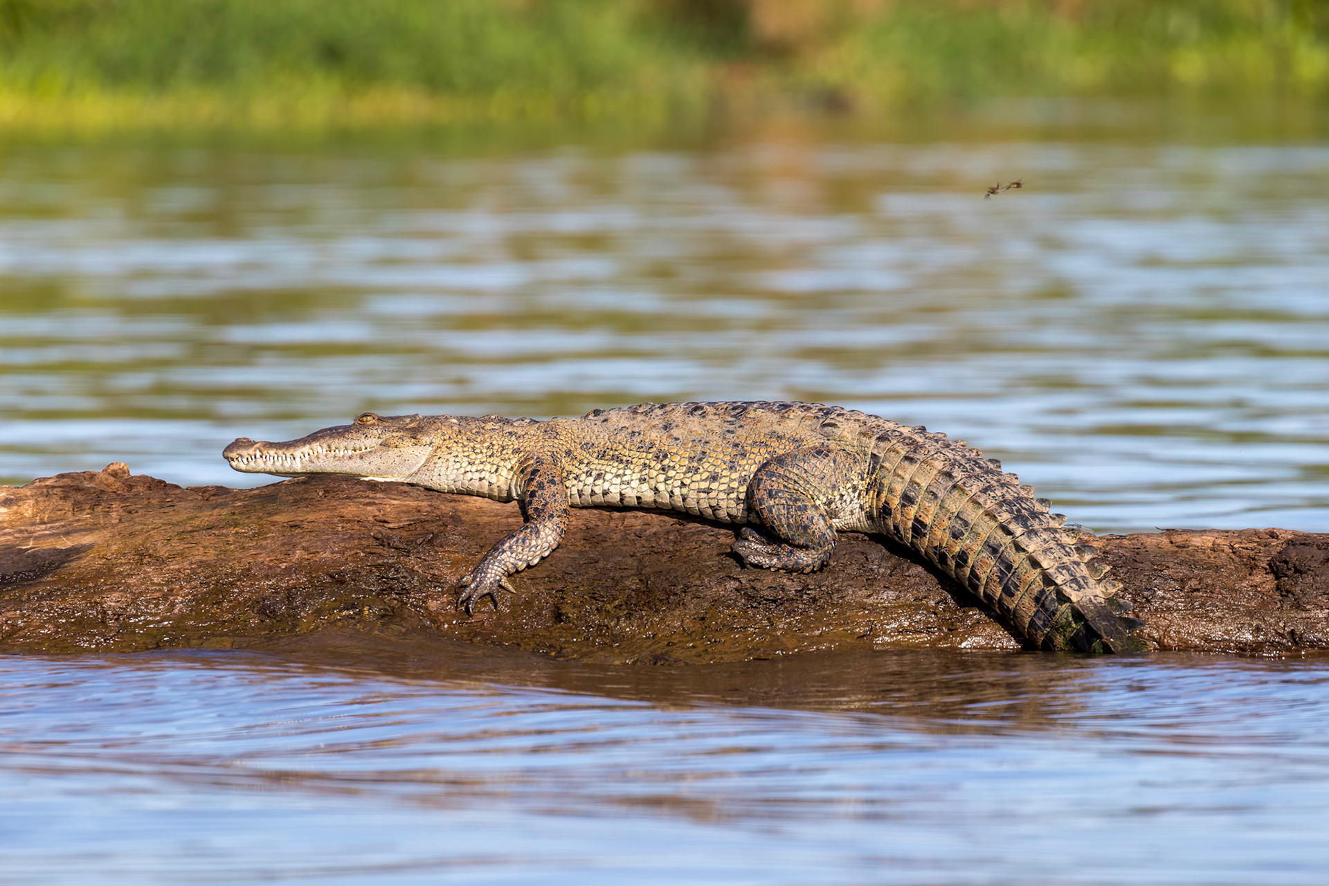 American crocodile | © Kenneth Vargas