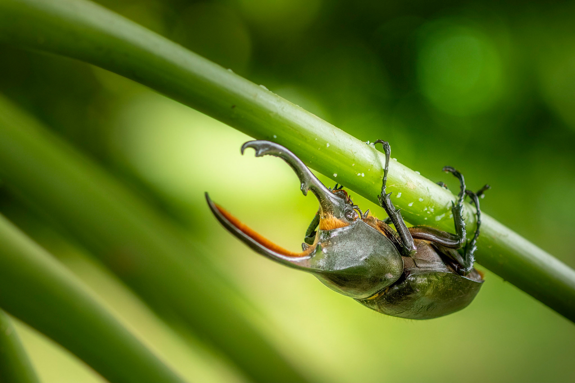 Hercules beetle | © Kenneth Vargas