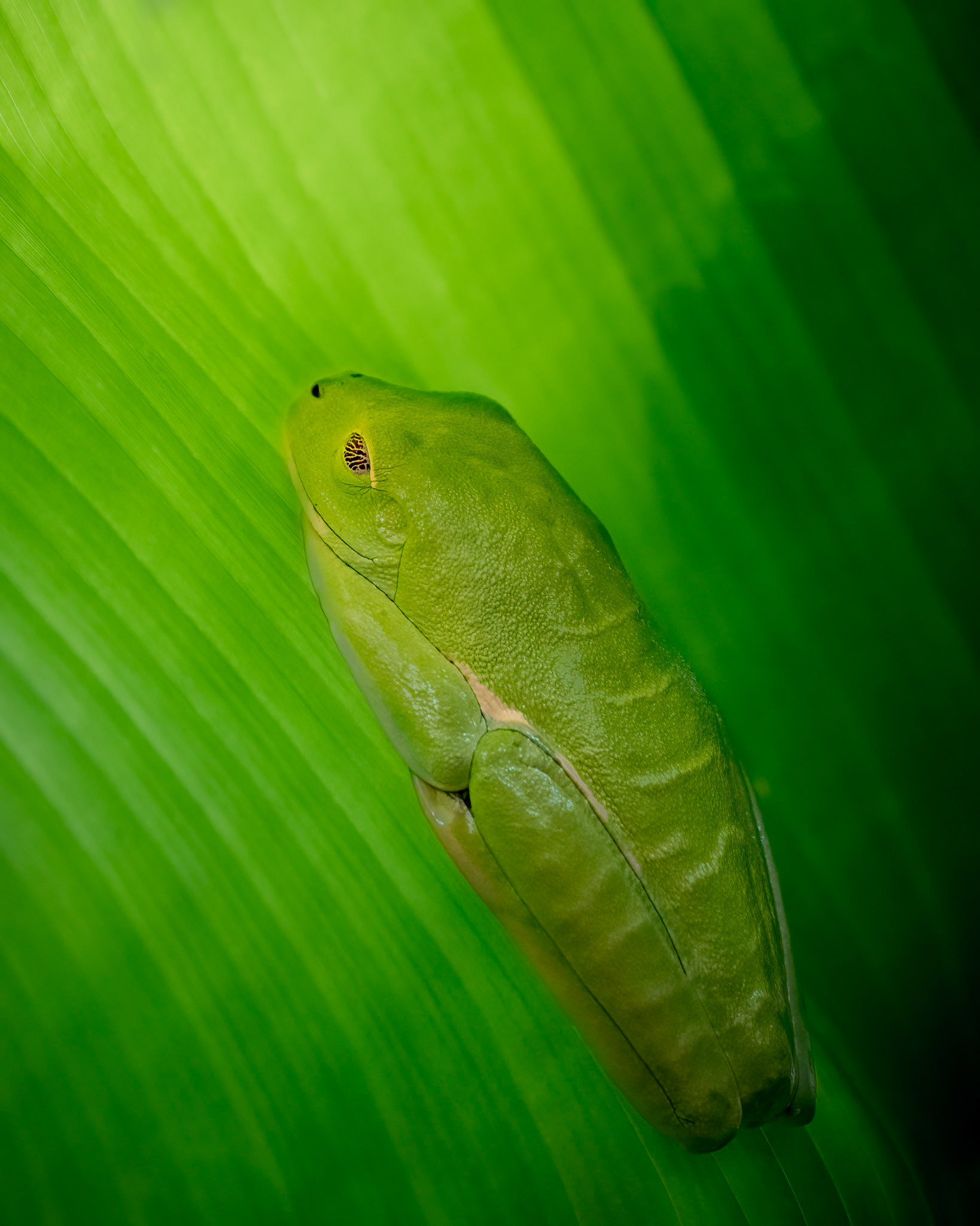 Red-eyed tree frog | © Kenneth Vargas