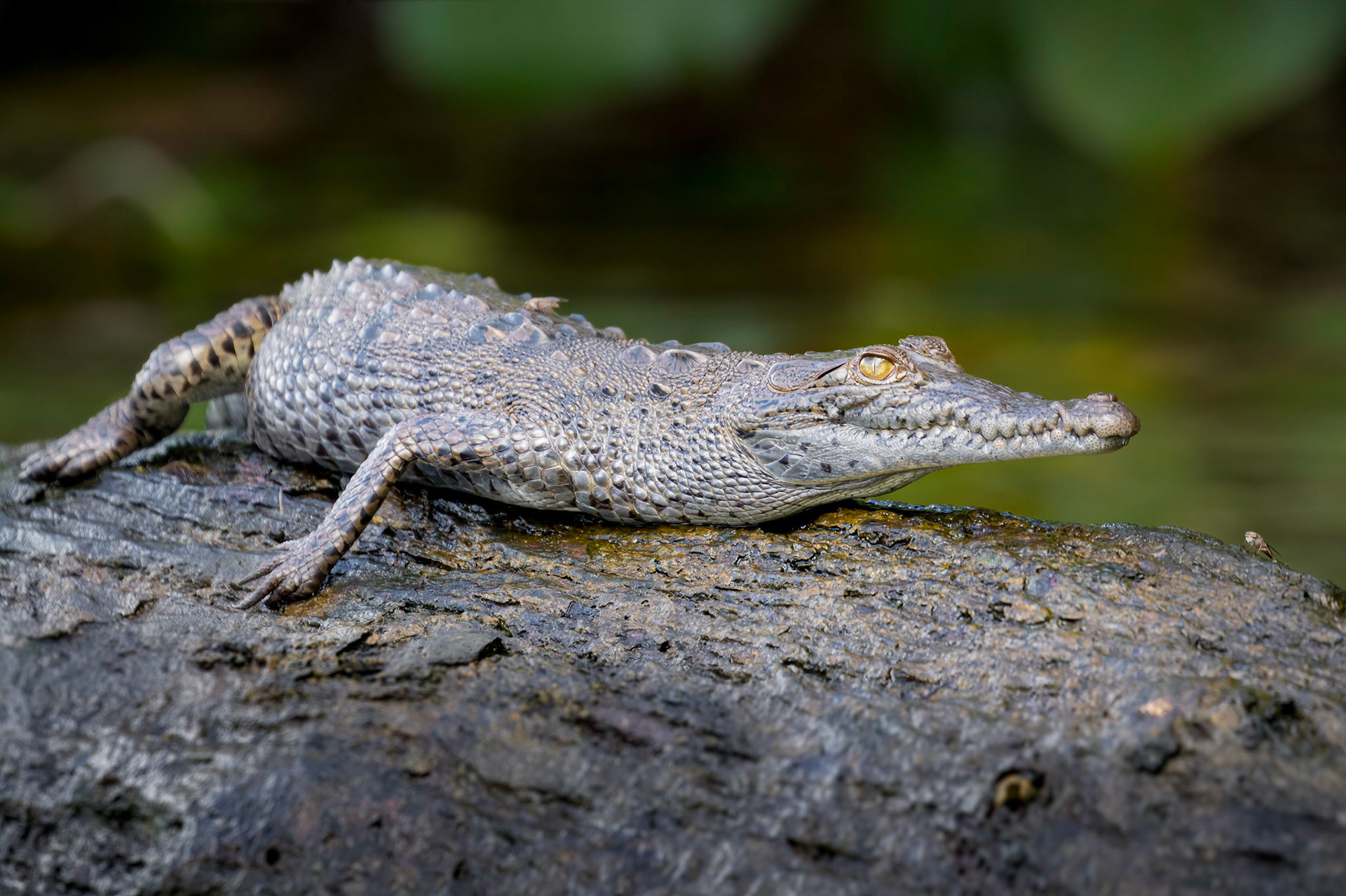 American crocodile | © Kenneth Vargas