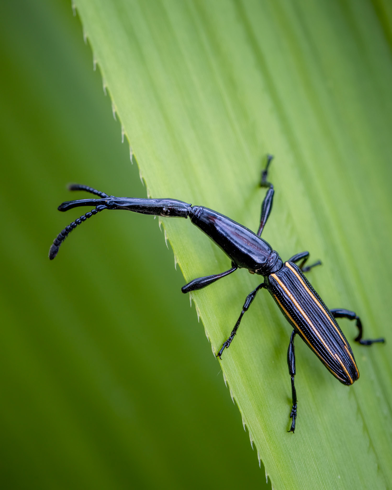 Brentus anchorago | © Kenneth Vargas