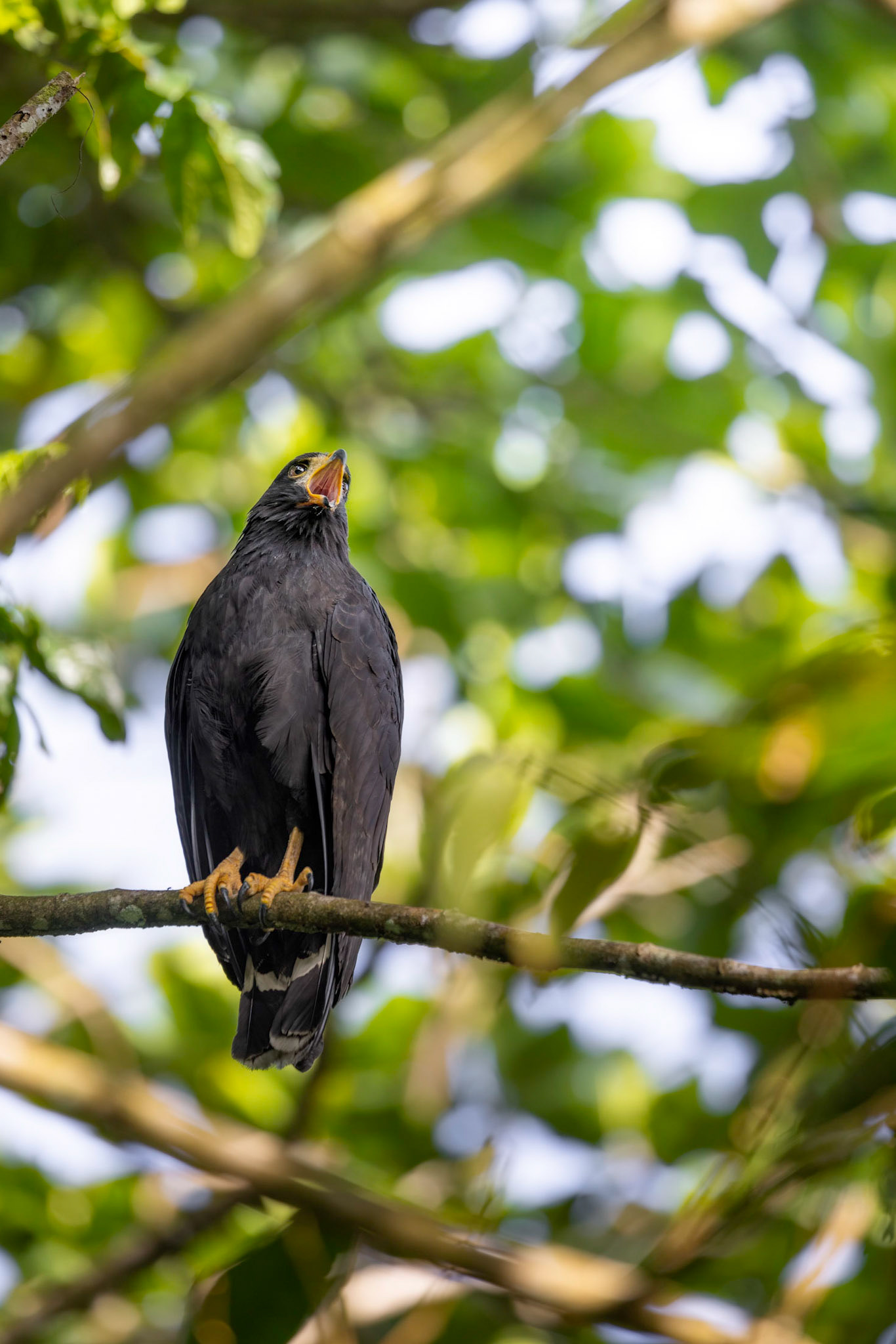 Common black hawk | © Kenneth Vargas