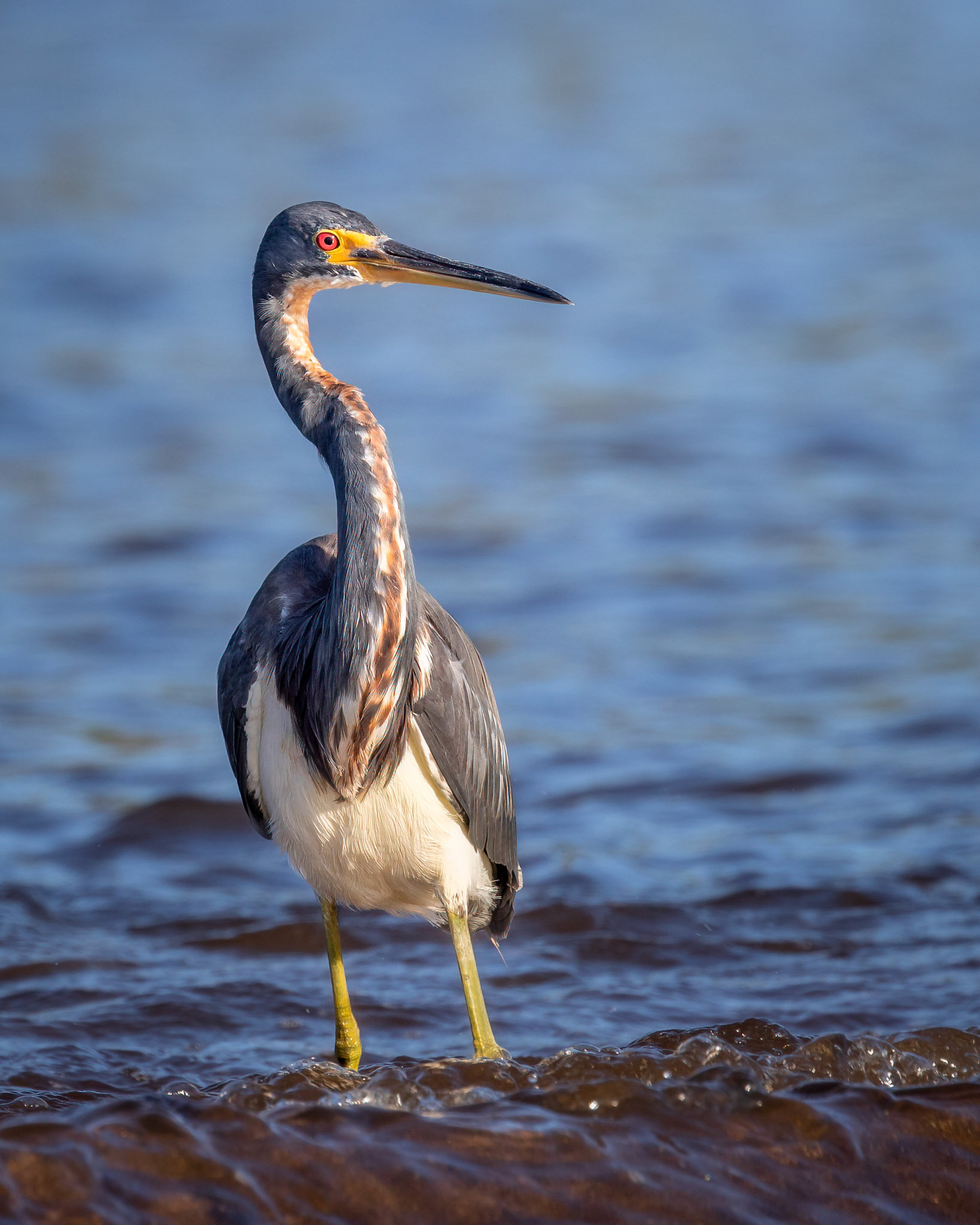 Tricolored heron | © Kenneth Vargas