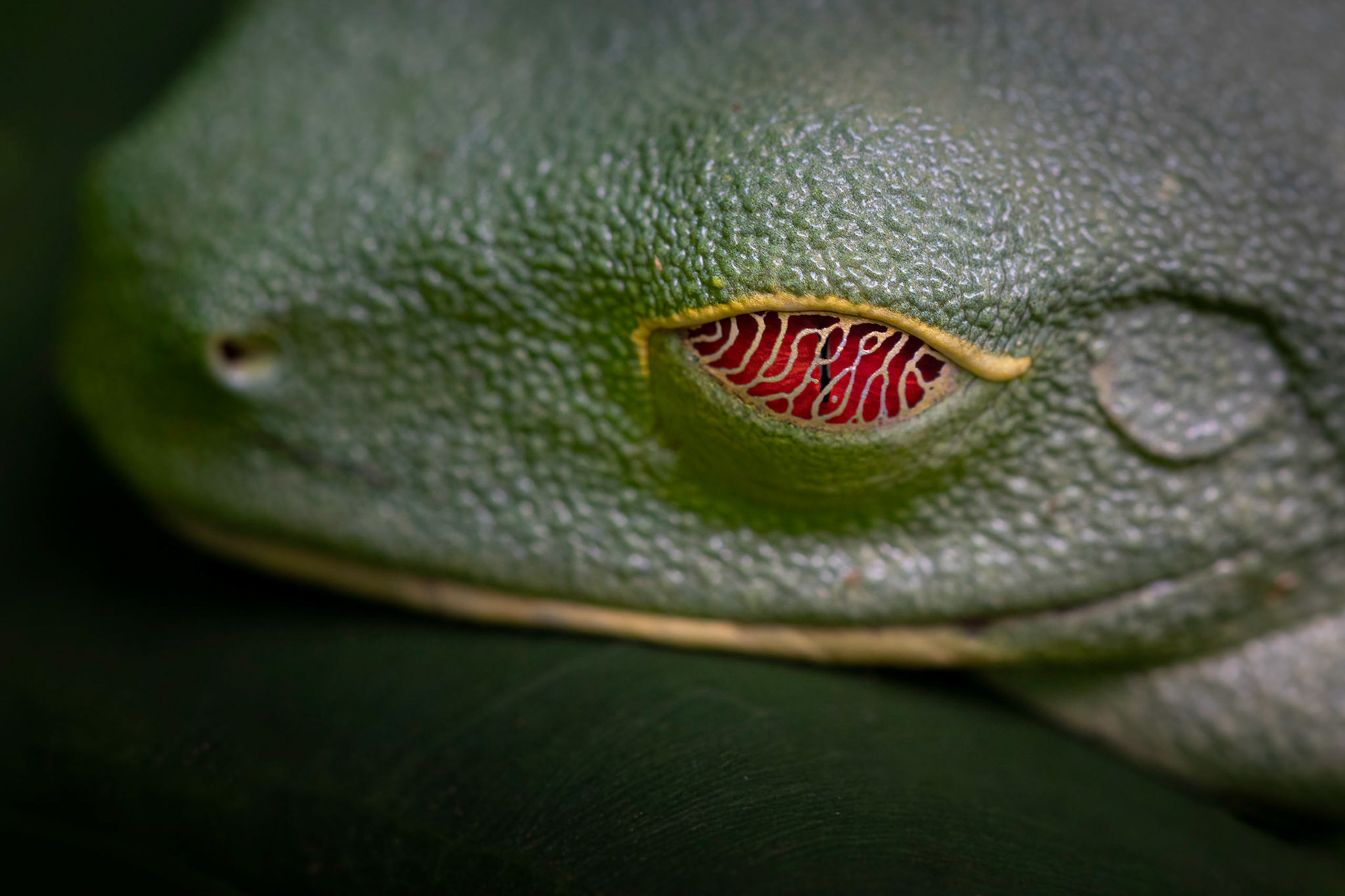 Red-eyed tree frog | © Kenneth Vargas