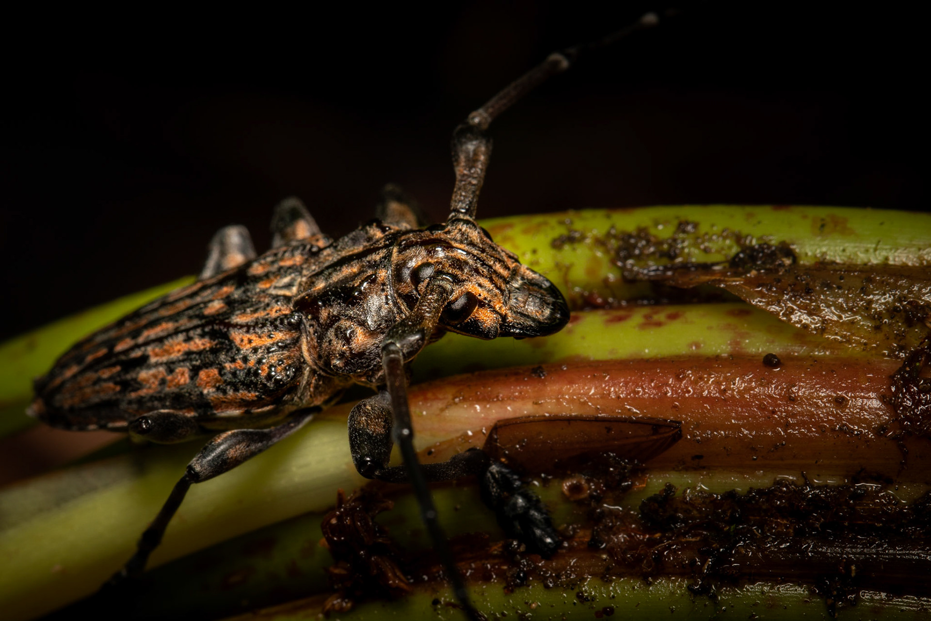 Steirastoma histrionicum | © Kenneth Vargas