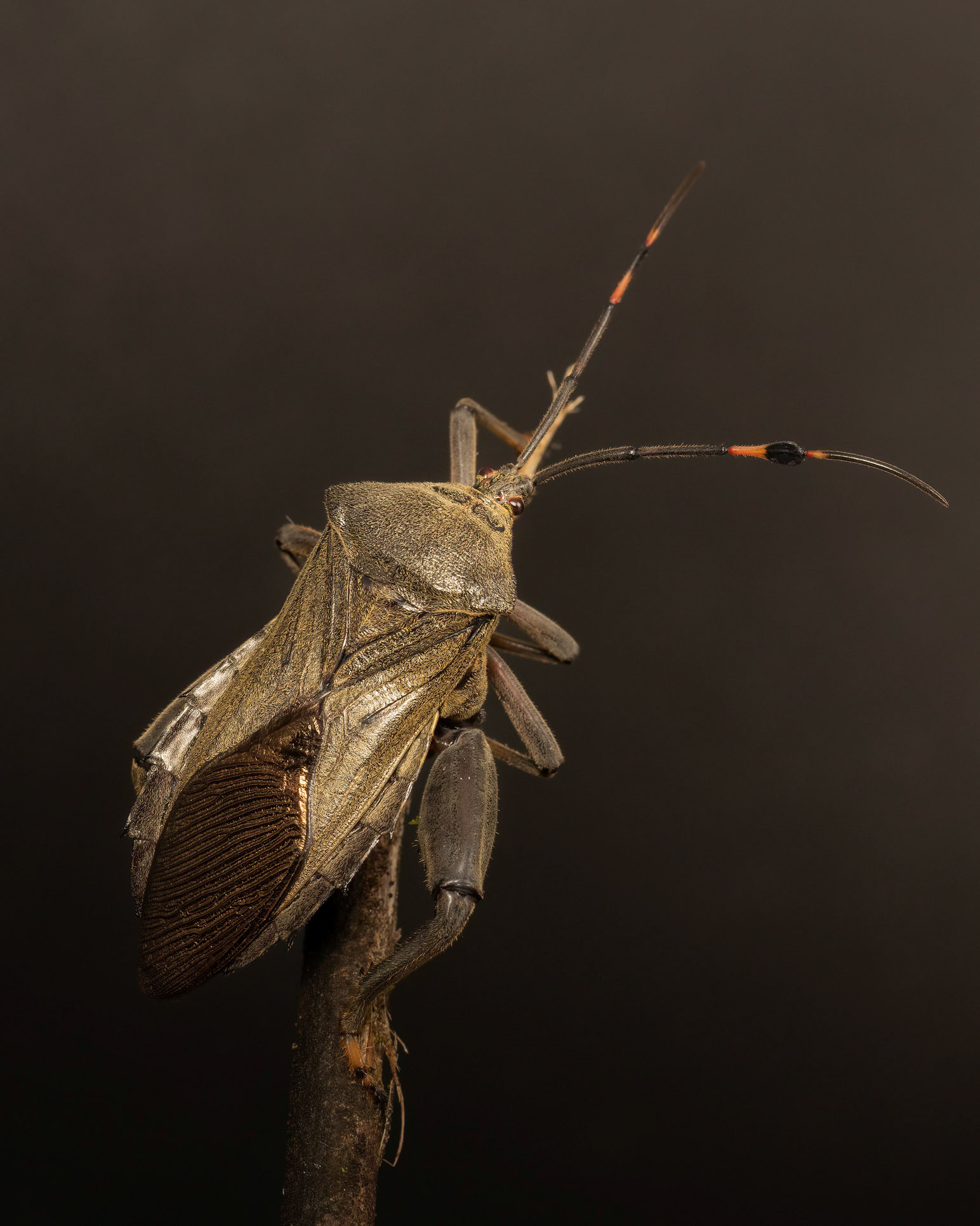 Pachylis nervosus | © Kenneth Vargas