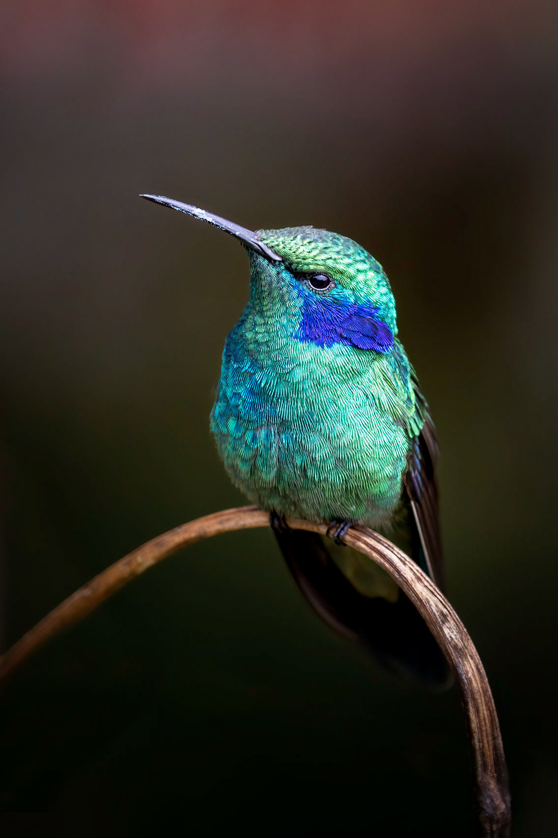 Lesser violetear | © Kenneth Vargas