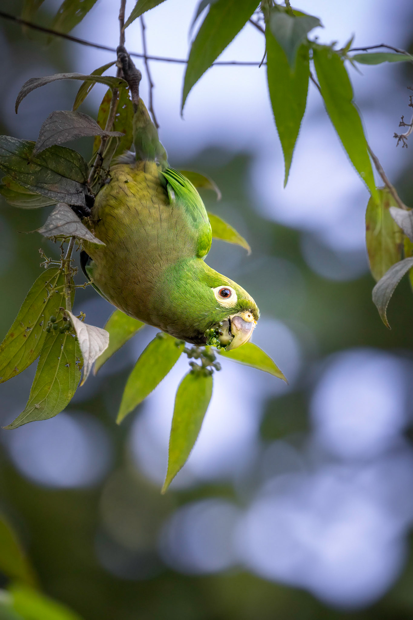 Olive-throated parakeet | © Kenneth Vargas