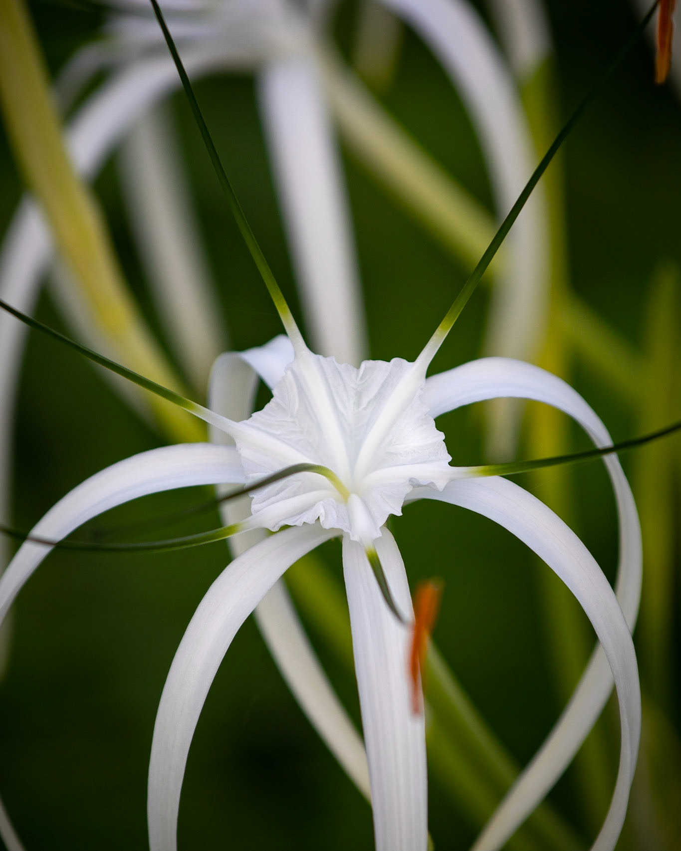 Beach spider lily | © Kenneth Vargas