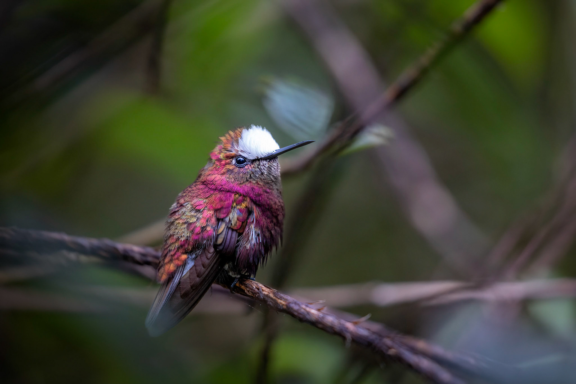 Snowcap hummingbird | © Kenneth Vargas