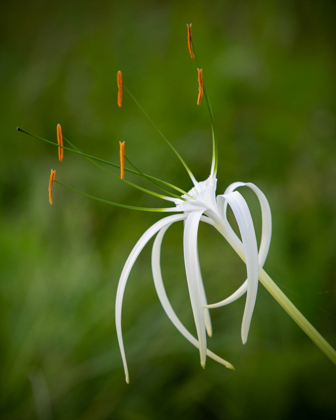 Beach spider lily | © Kenneth Vargas