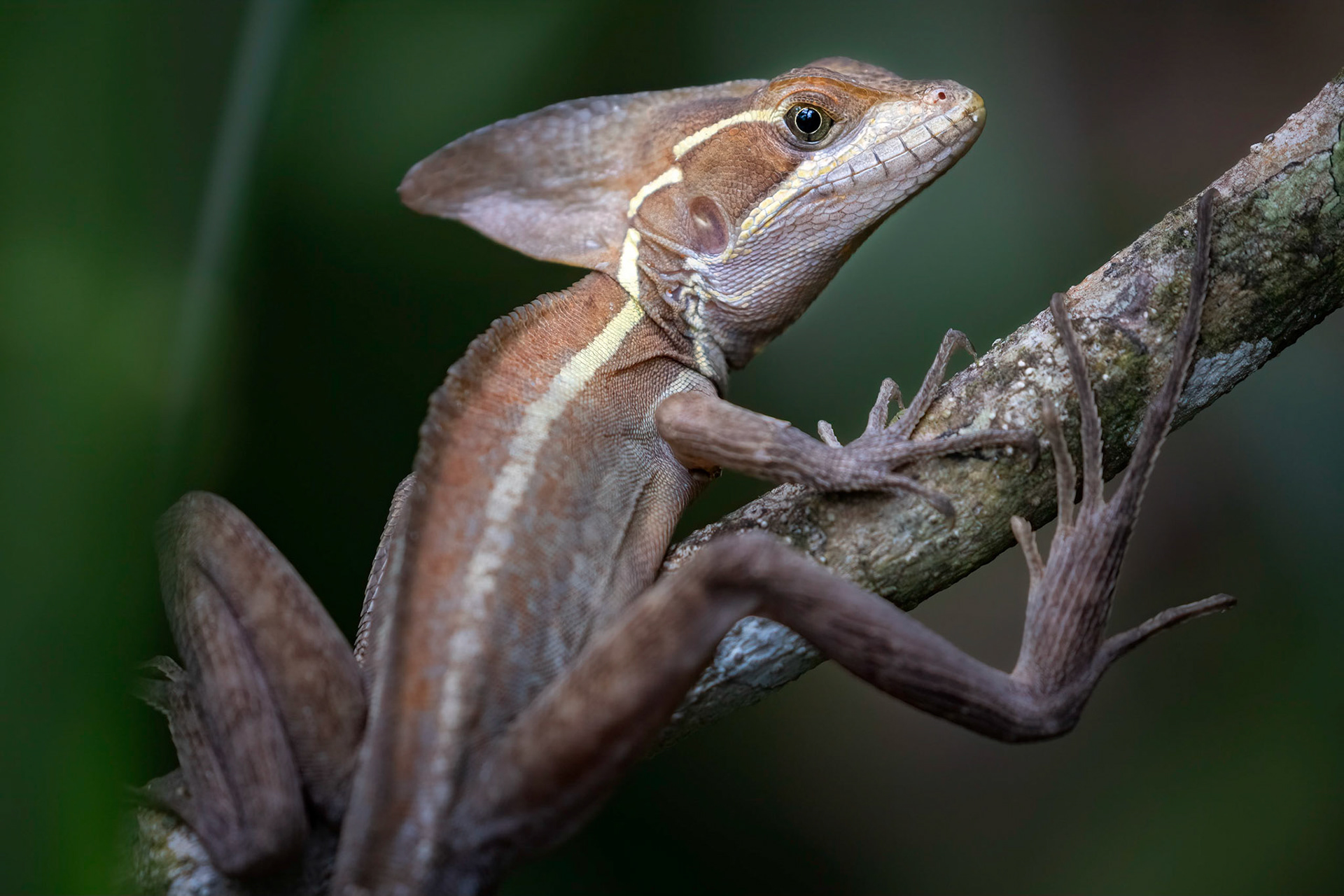 Brown basilisk | © Kenneth Vargas