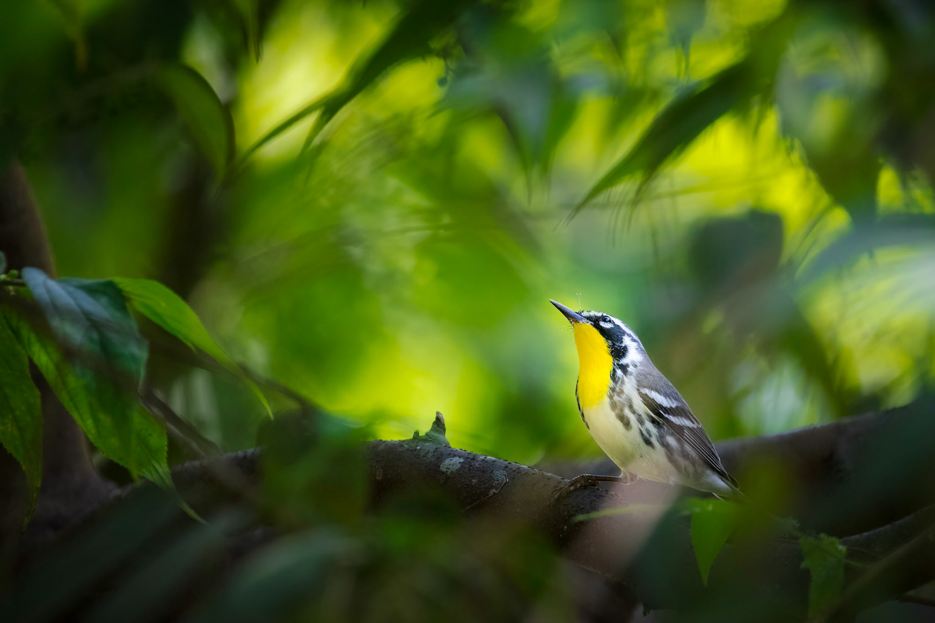 Yellow - throated warbler | © Kenneth Vargas