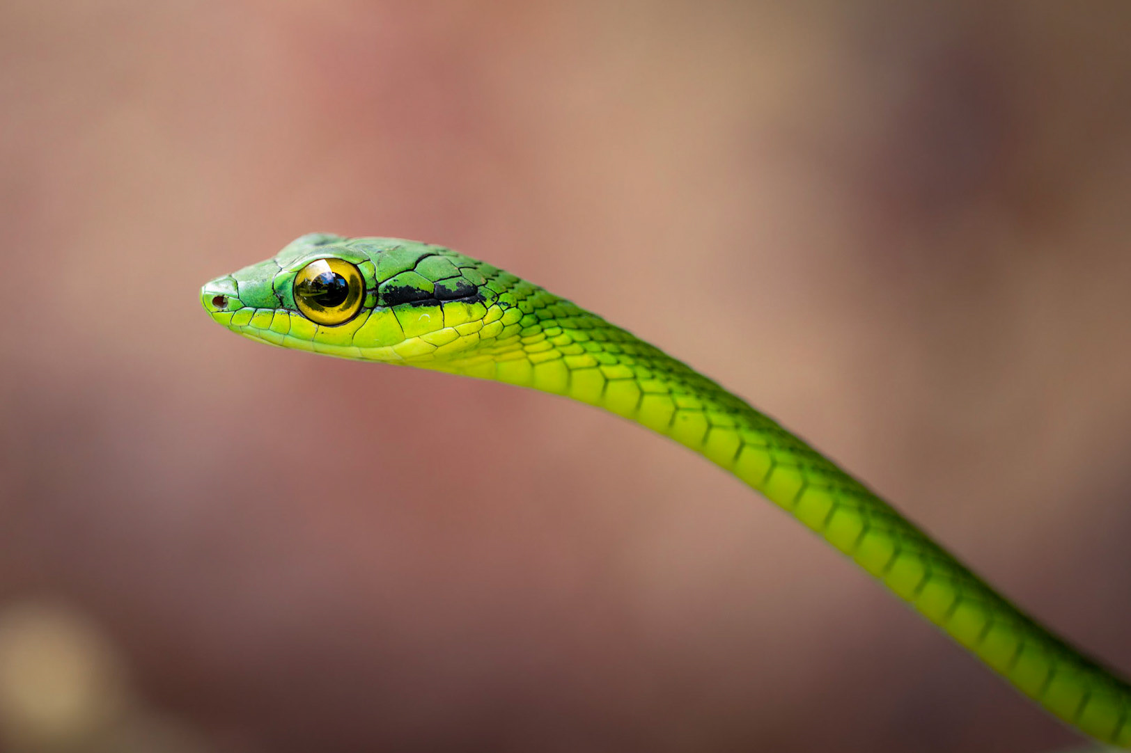 Fake parrot | © Kenneth Vargas