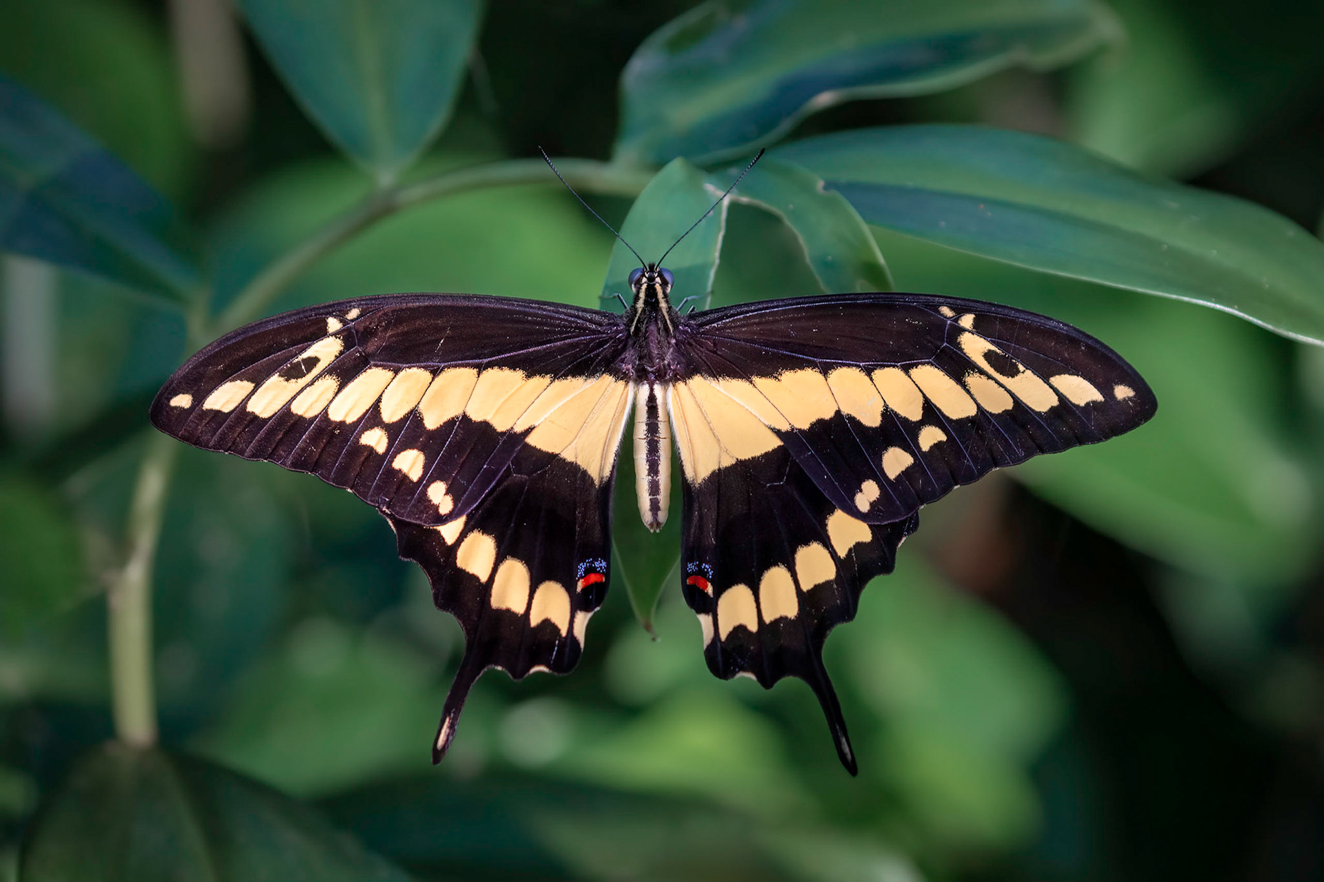 Papilio thoas | © Kenneth Vargas