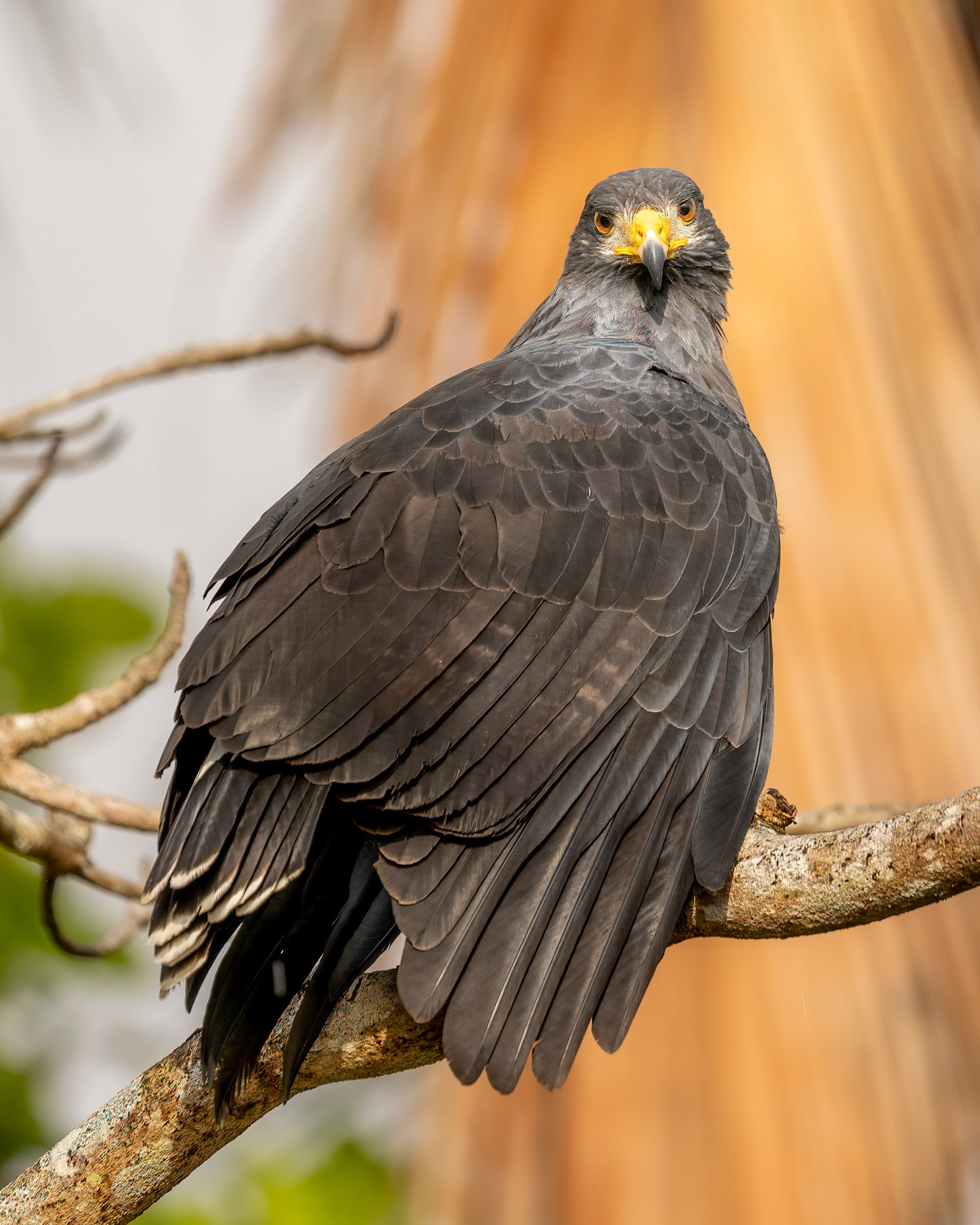 Common black hawk | © Kenneth Vargas